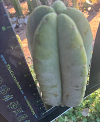 👑💎 Aussie Scop Melon