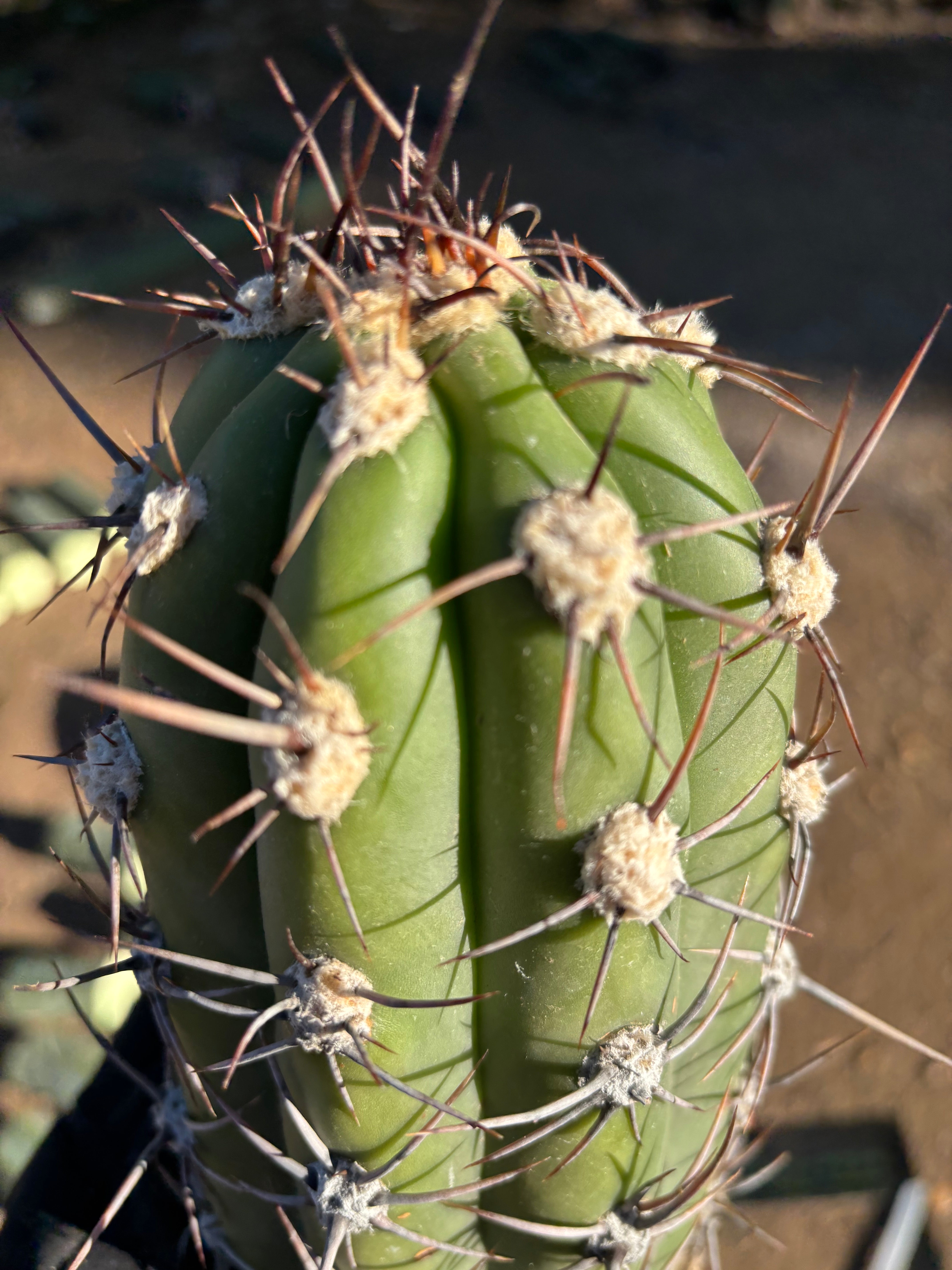 💎 Taquimbalensis — FAT 12” Pups