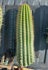 Trichocereus Shaferi — XXL 16” Tip