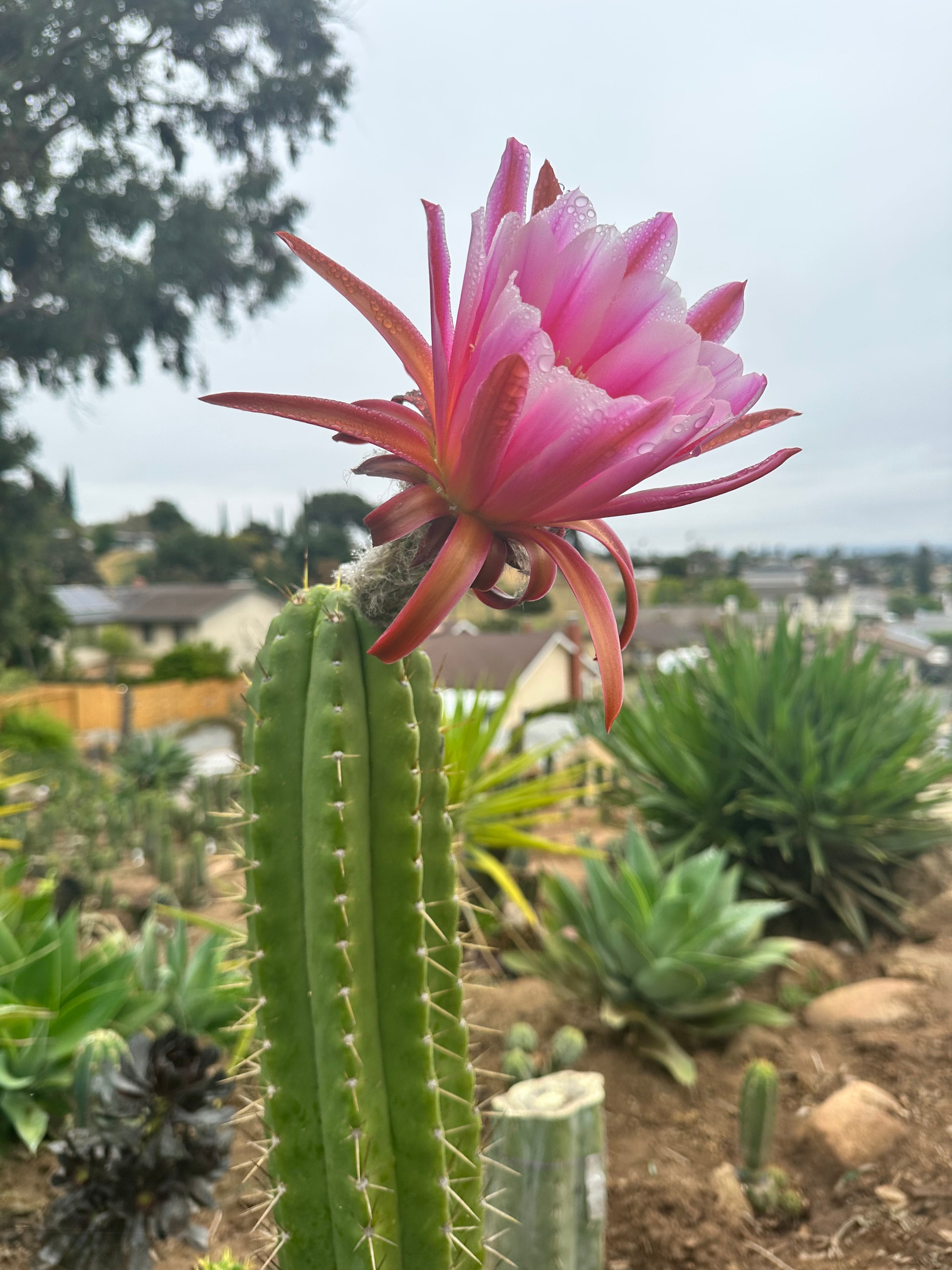 👑 The Jones Pink 🌸 — Chonky 8” Pup