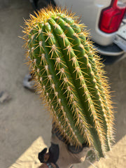 Trichocereus Shaferi — XXL 16” Tip