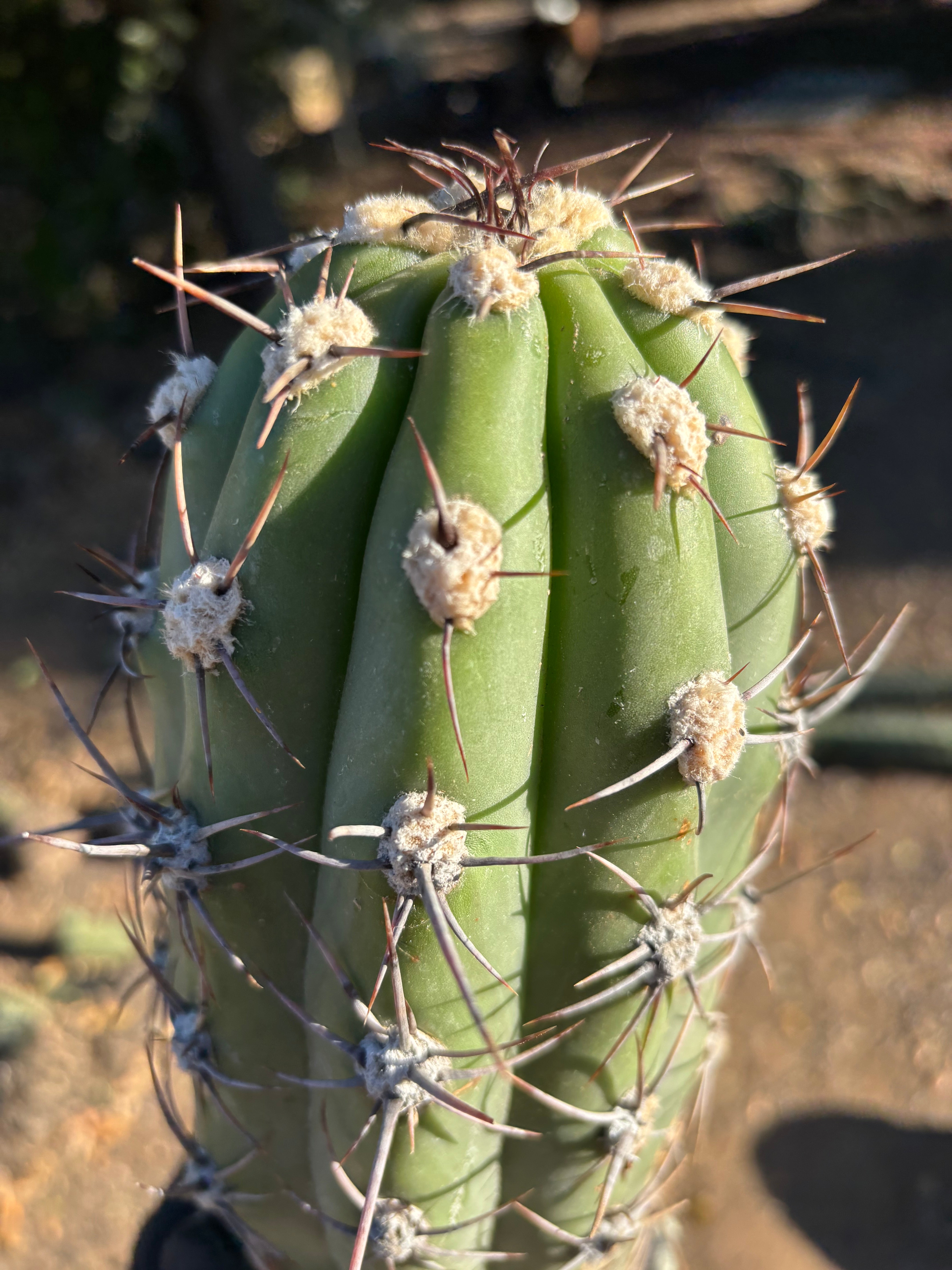 💎 Taquimbalensis — FAT 12” Pups