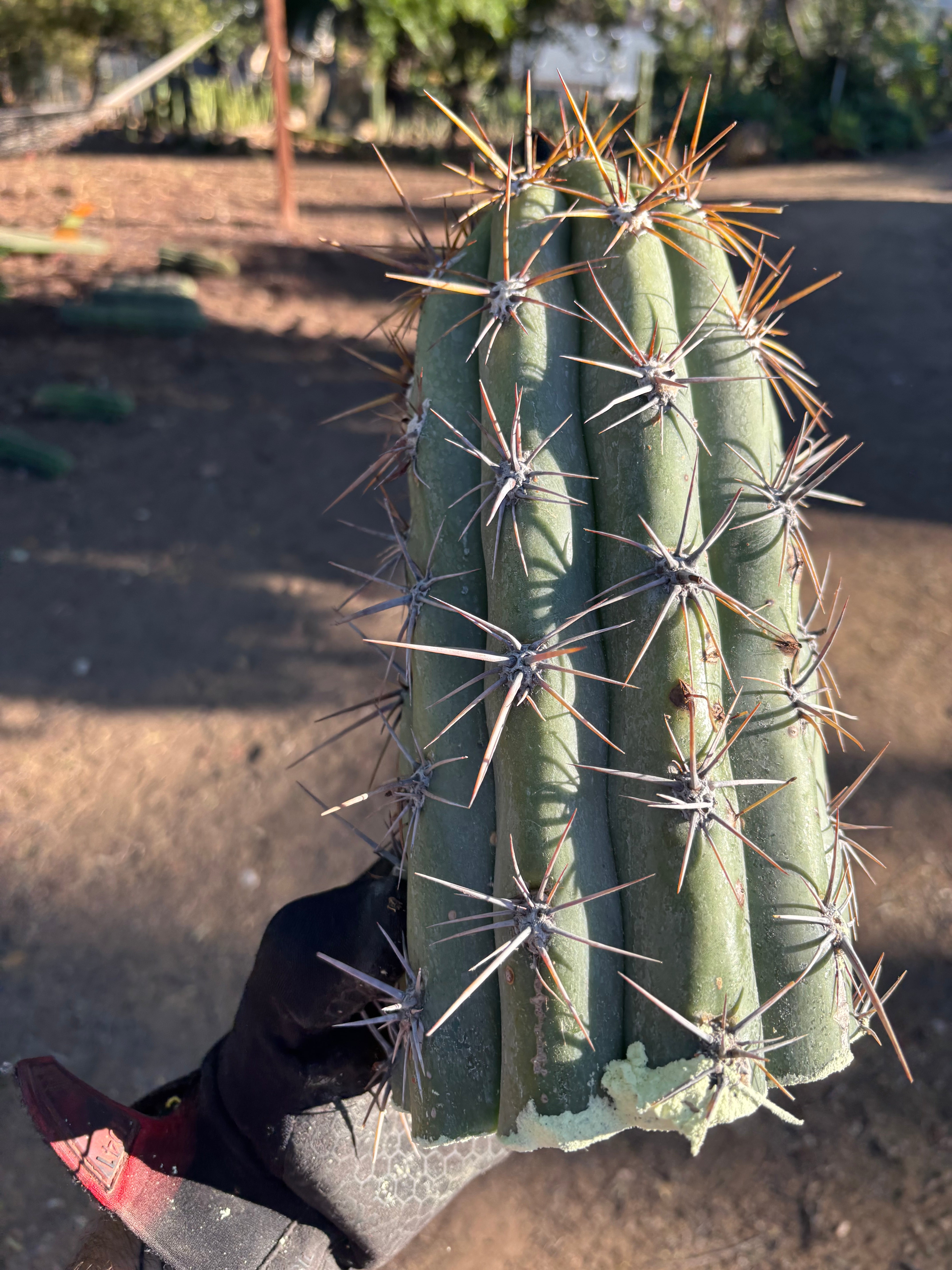 💎 Tacaquirensis — Massive 10” tips