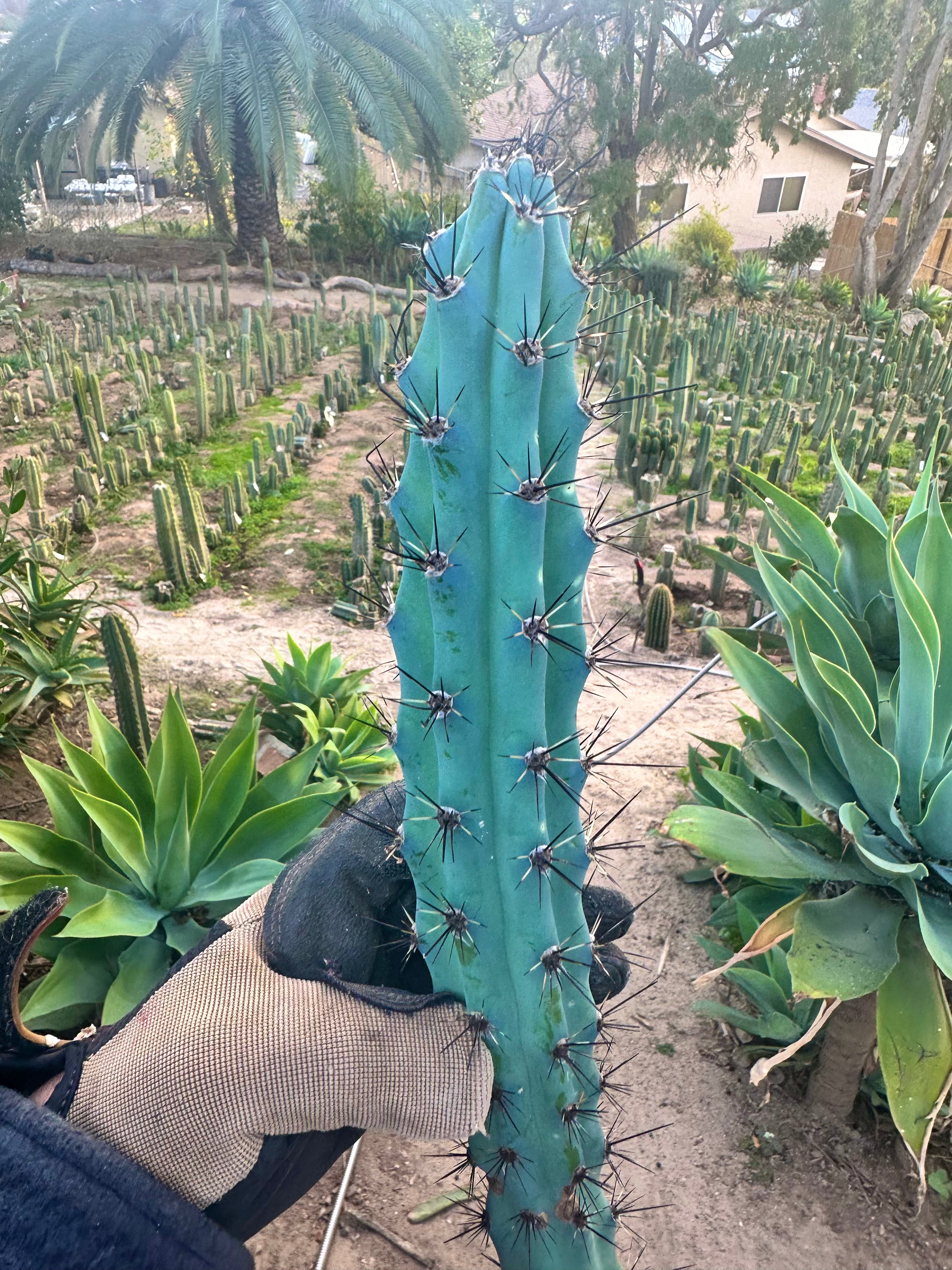 Cereus Aethiops — 15” Tip