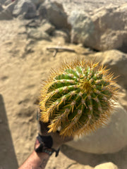 Trichocereus Shaferi — XXL 16” Tip