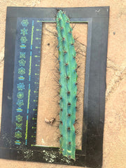 Cereus Aethiops — 15” Tip