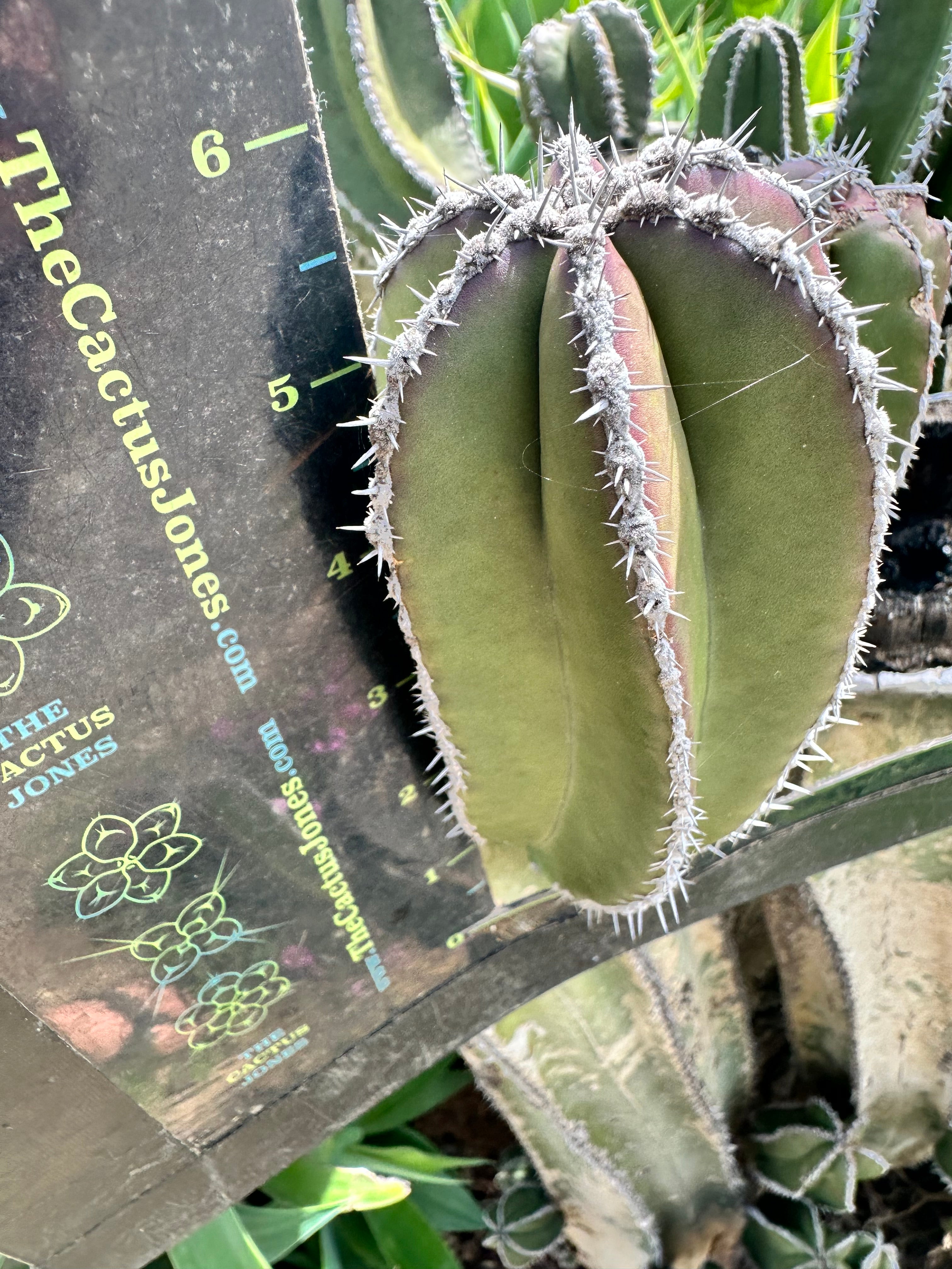 FREE ADD-ON ITEM —> Lophocereus Marginatus, 4-8” pup.