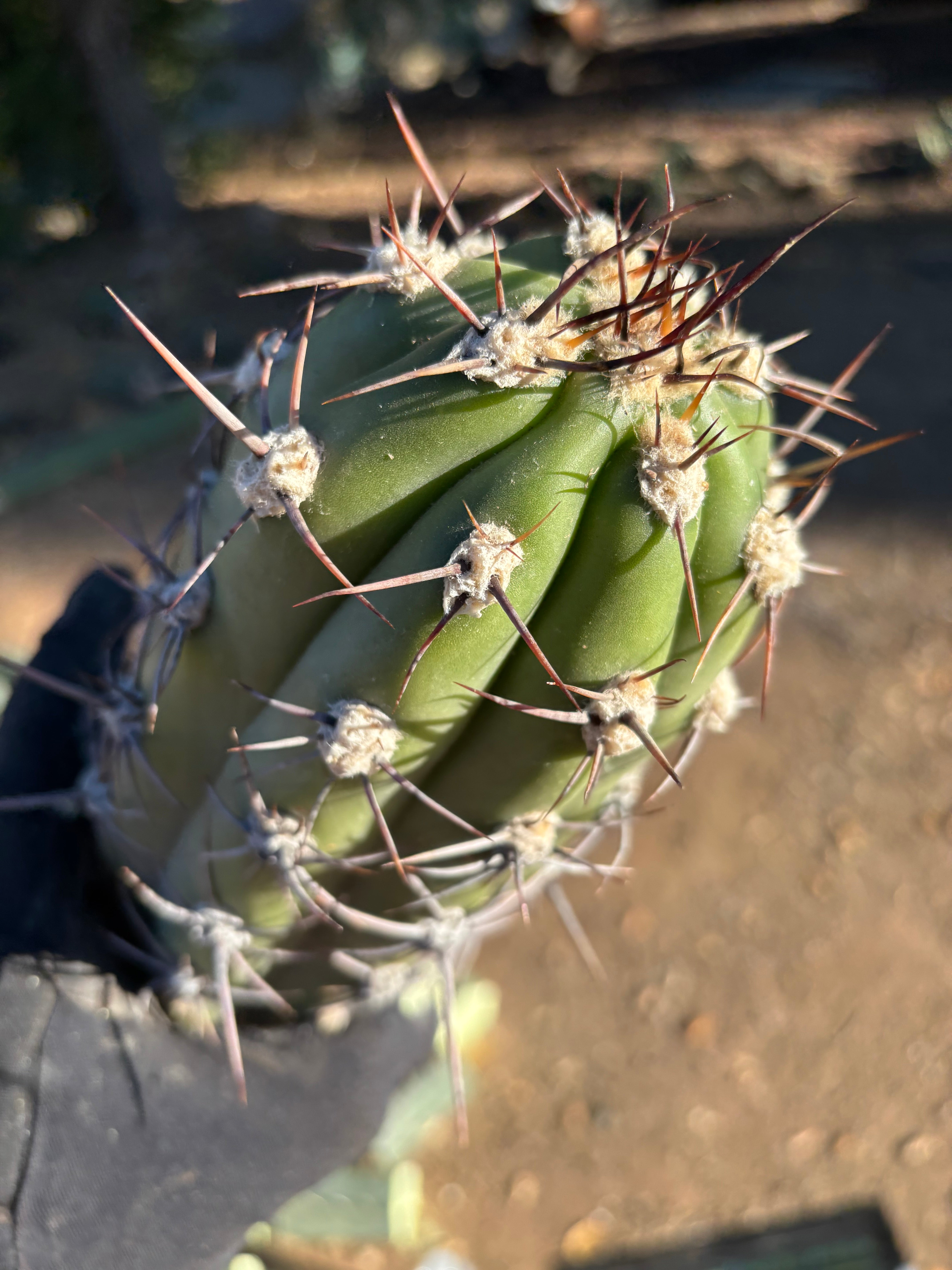 💎 Taquimbalensis — FAT 12” Pups