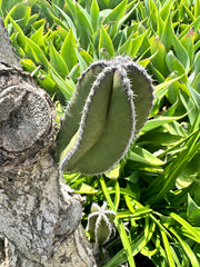 FREE ADD-ON ITEM —> Lophocereus Marginatus, 4-8” pup.