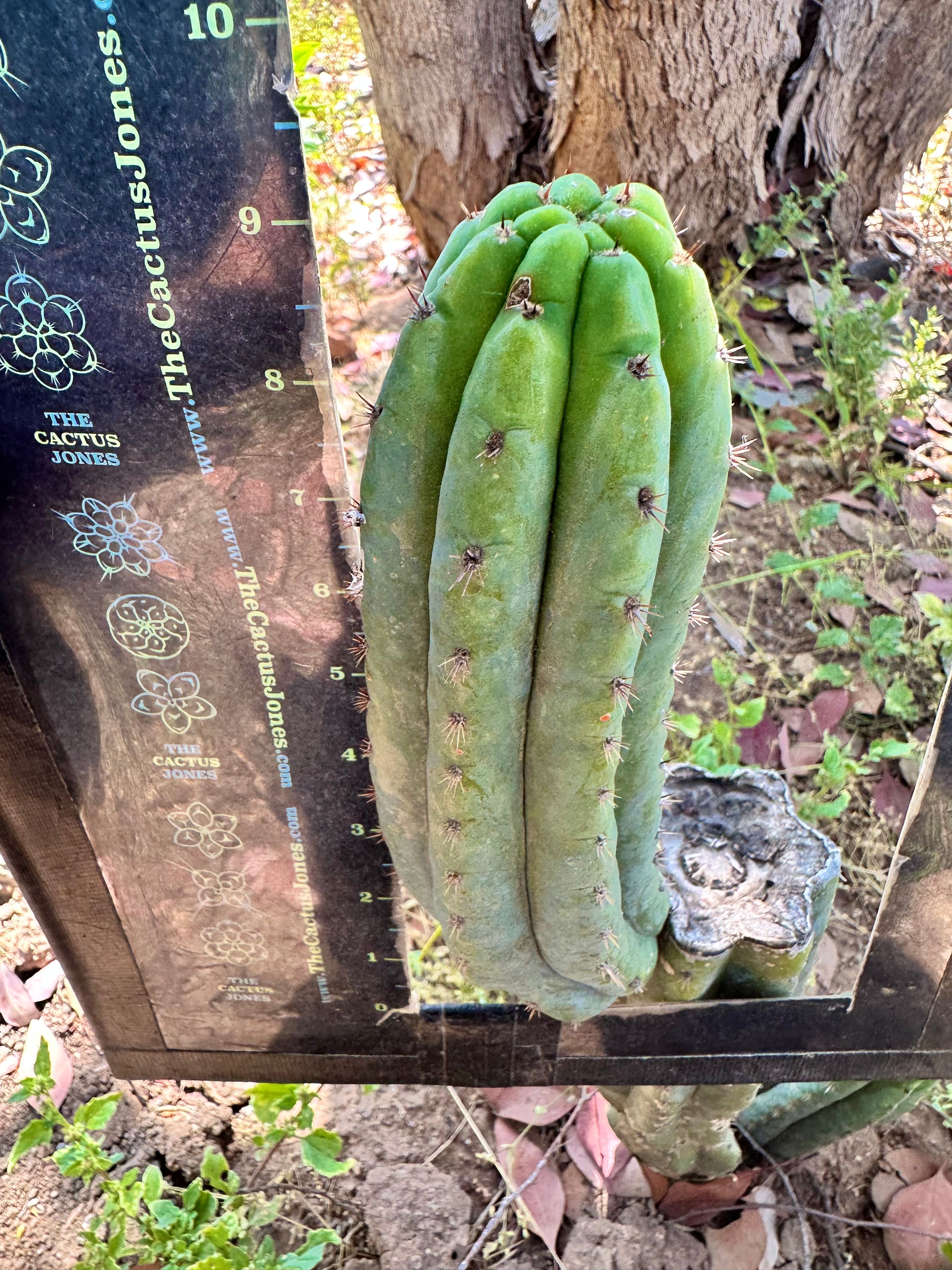 Ventucky Blue — 9.5” Pup