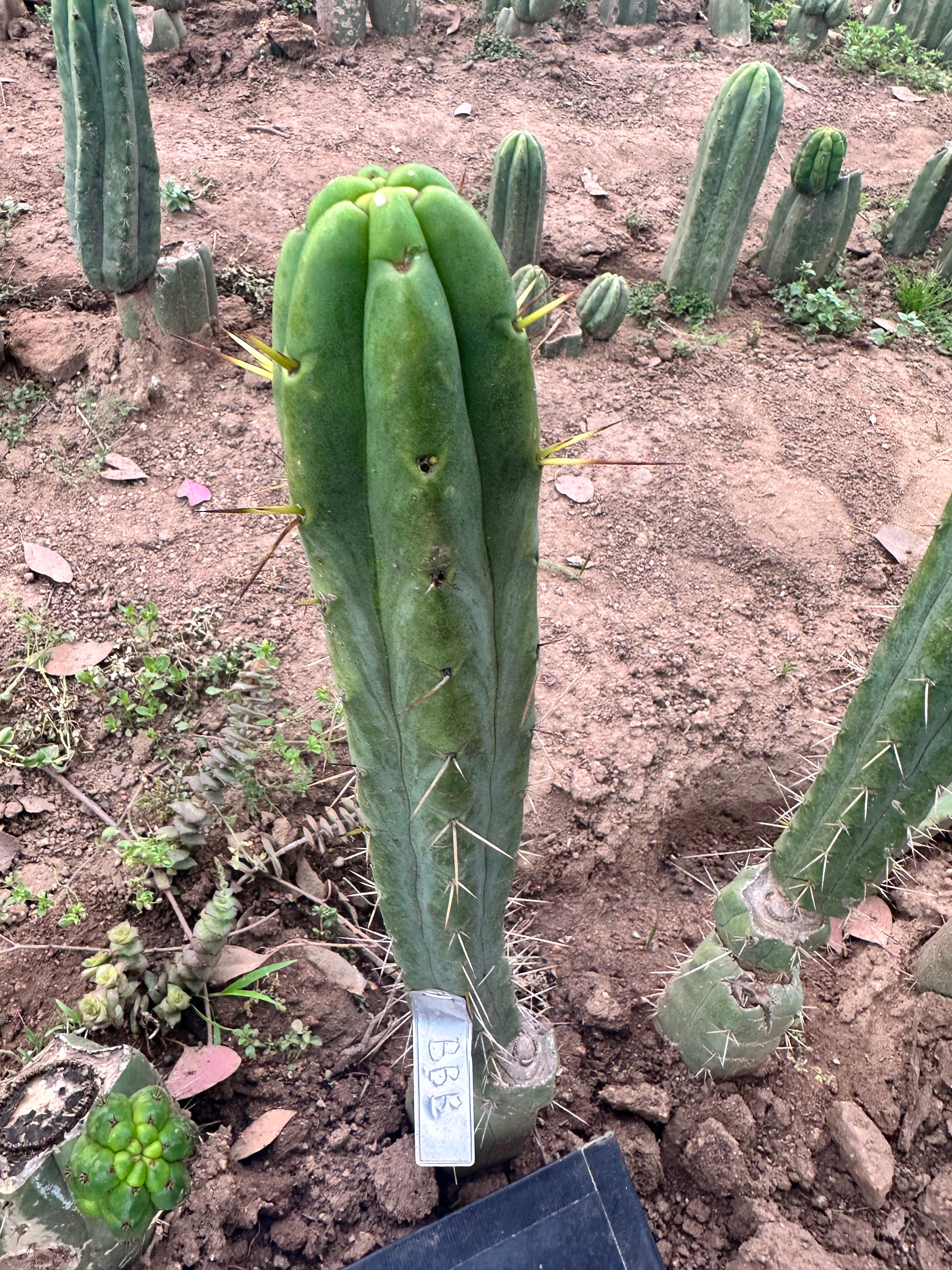 BBB Bridgesii —  10” Tip