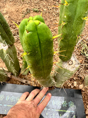 Bridgesii “Jiimz Twin Spine” — 12” Pup