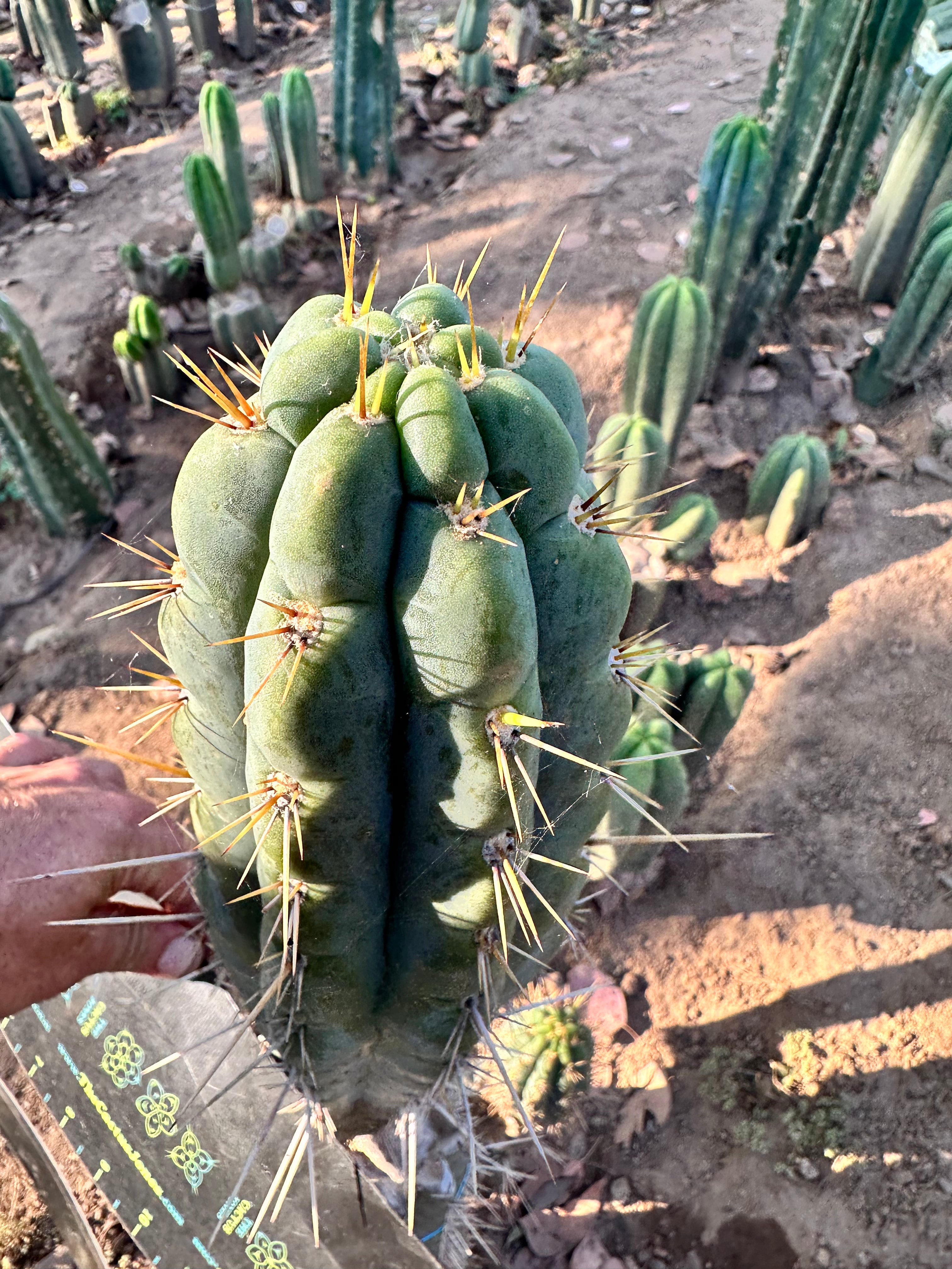 👑 Chalaensis, Backeburg Clone — 10” Tip