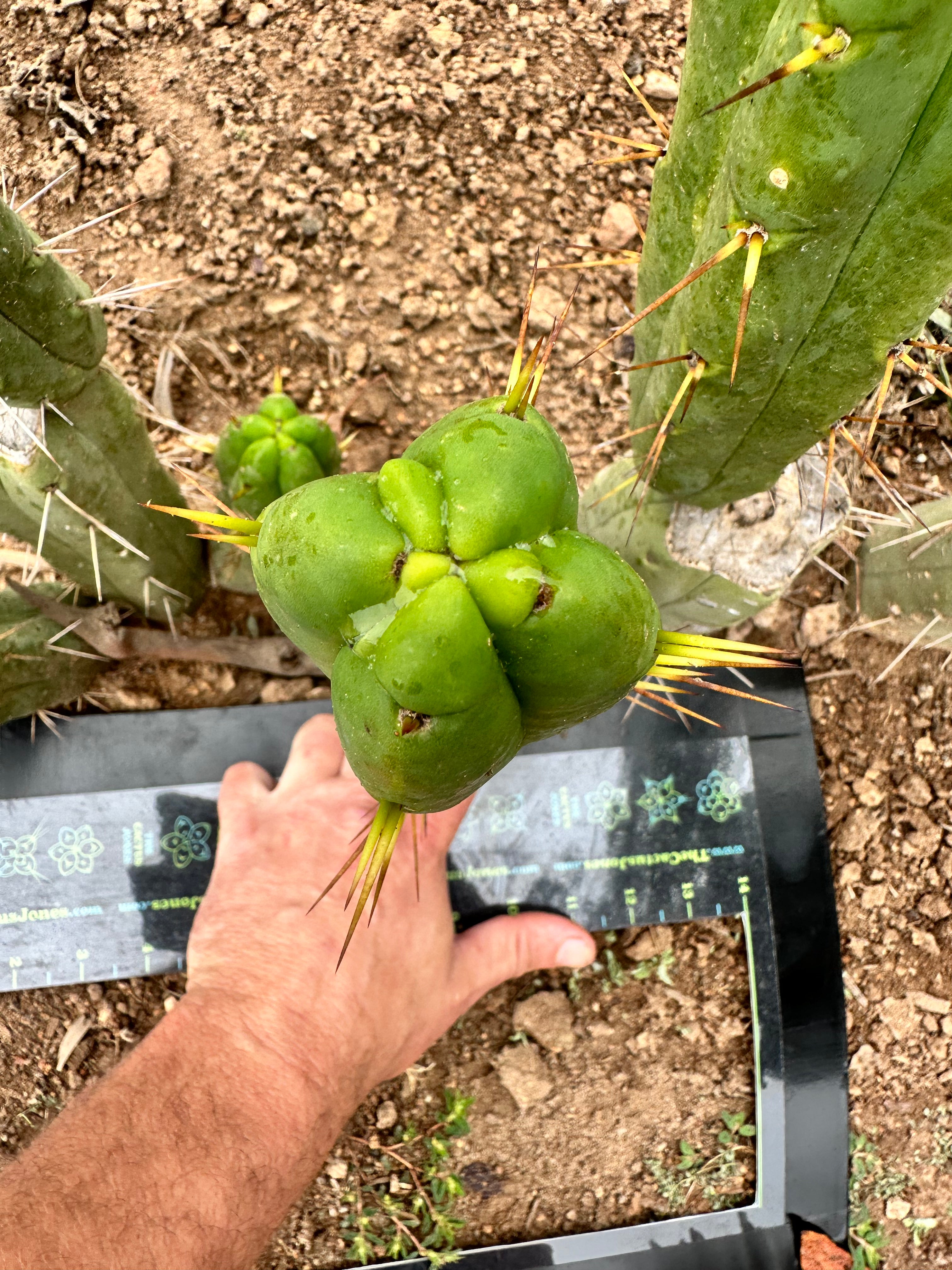 Bridgesii “Jiimz Twin Spine” — 12” Pup