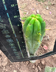 BBB Bridgesii —  10” Tip