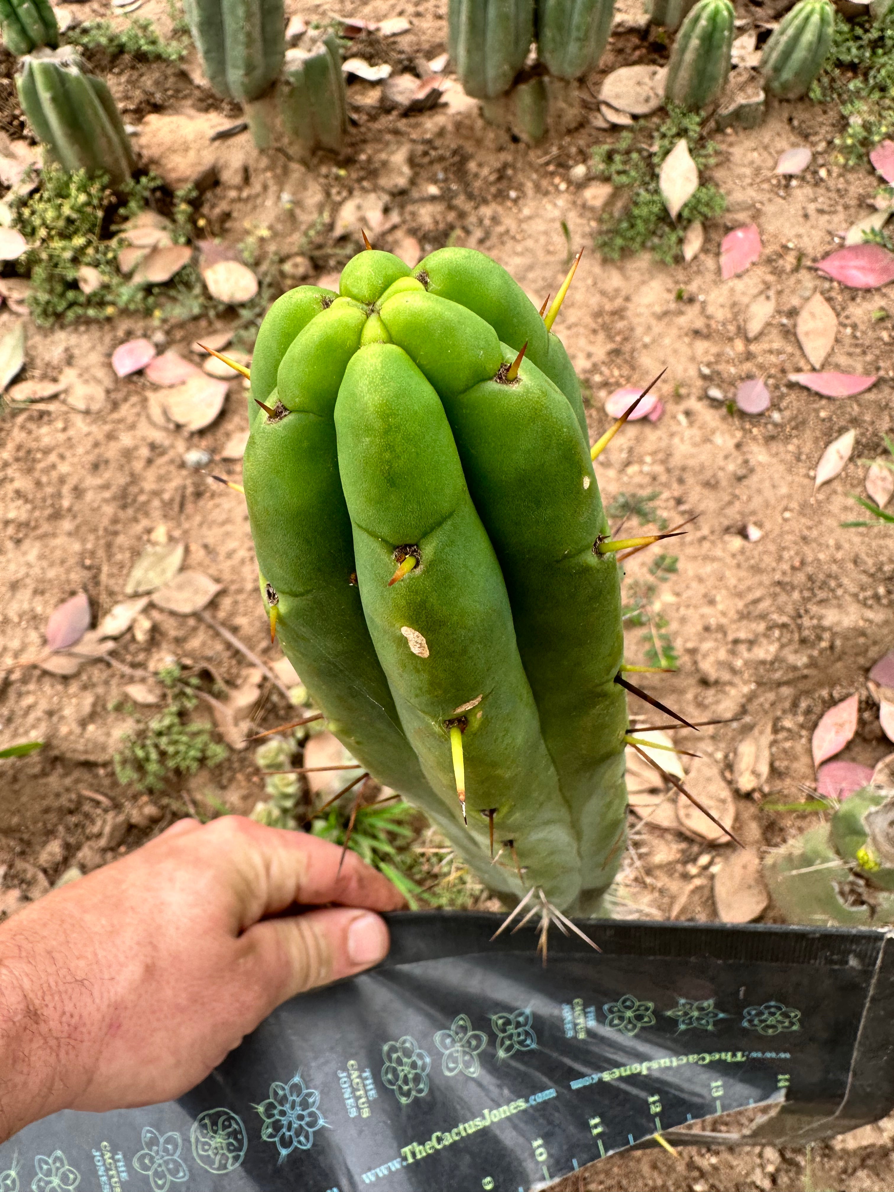 Bridgesii BBB — 10” Tip