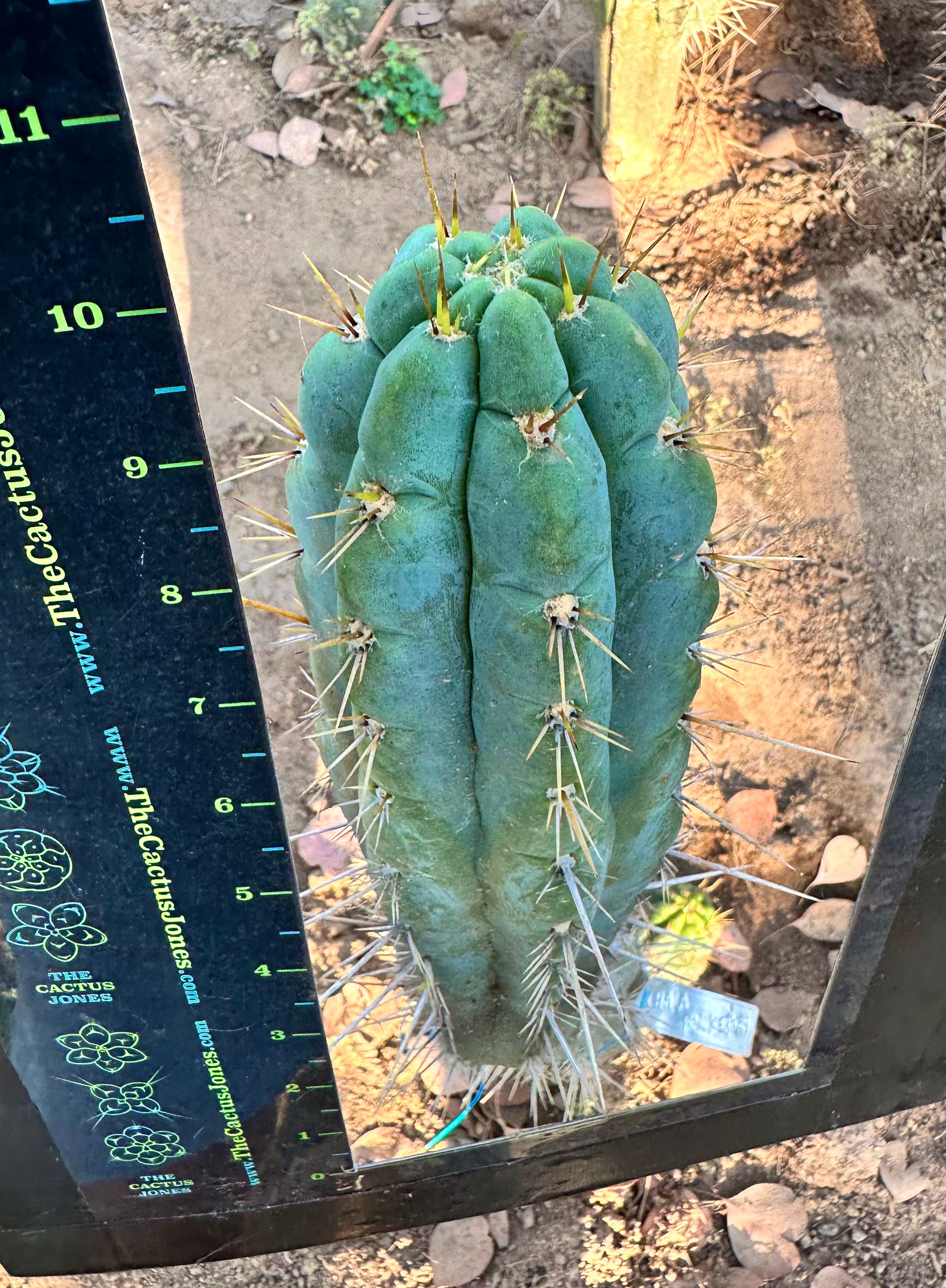 👑 Chalaensis, Backeburg Clone — 10” Tip