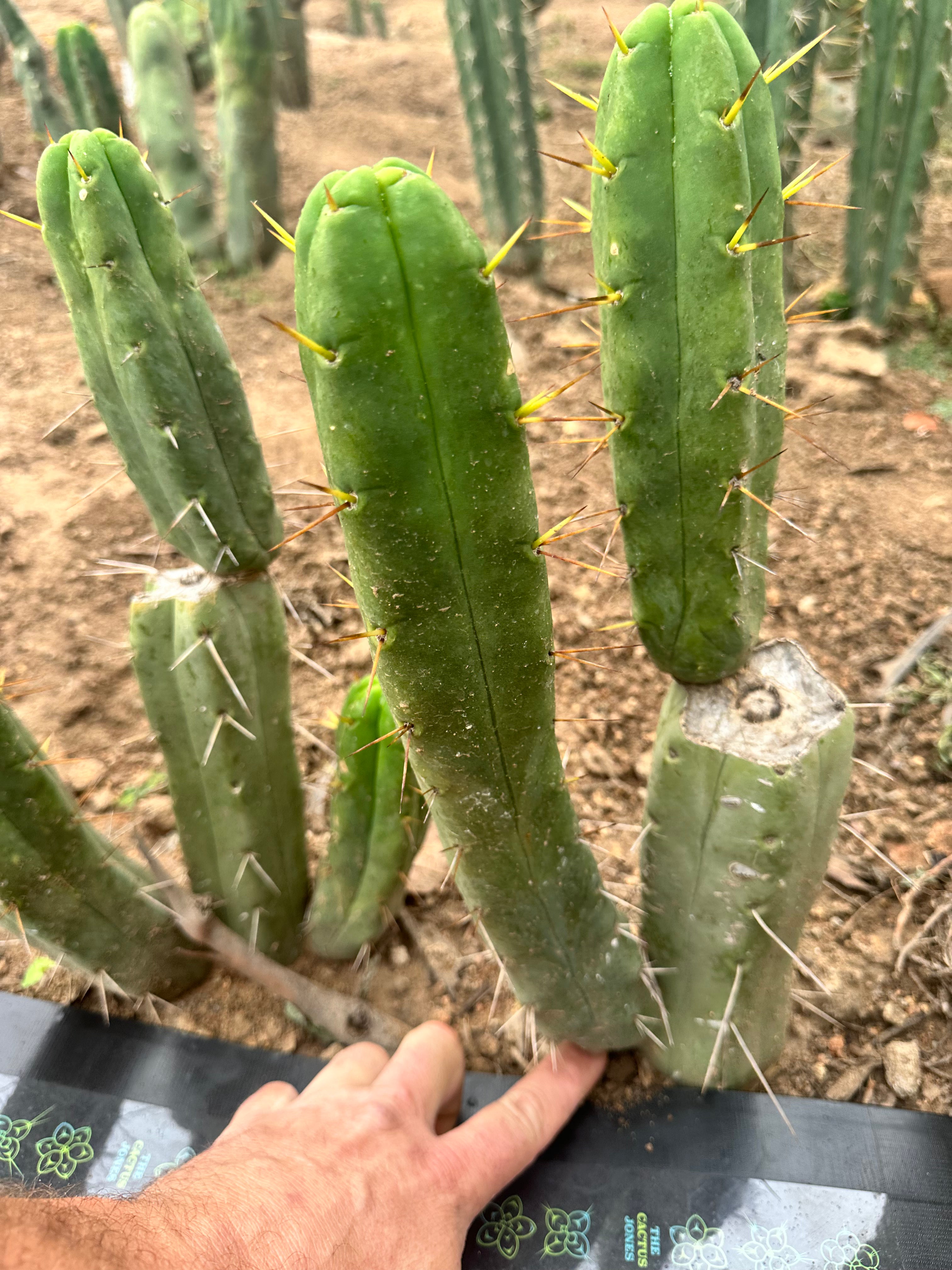 Bridgesii “Jiimz Twin Spine” — 12” Pup