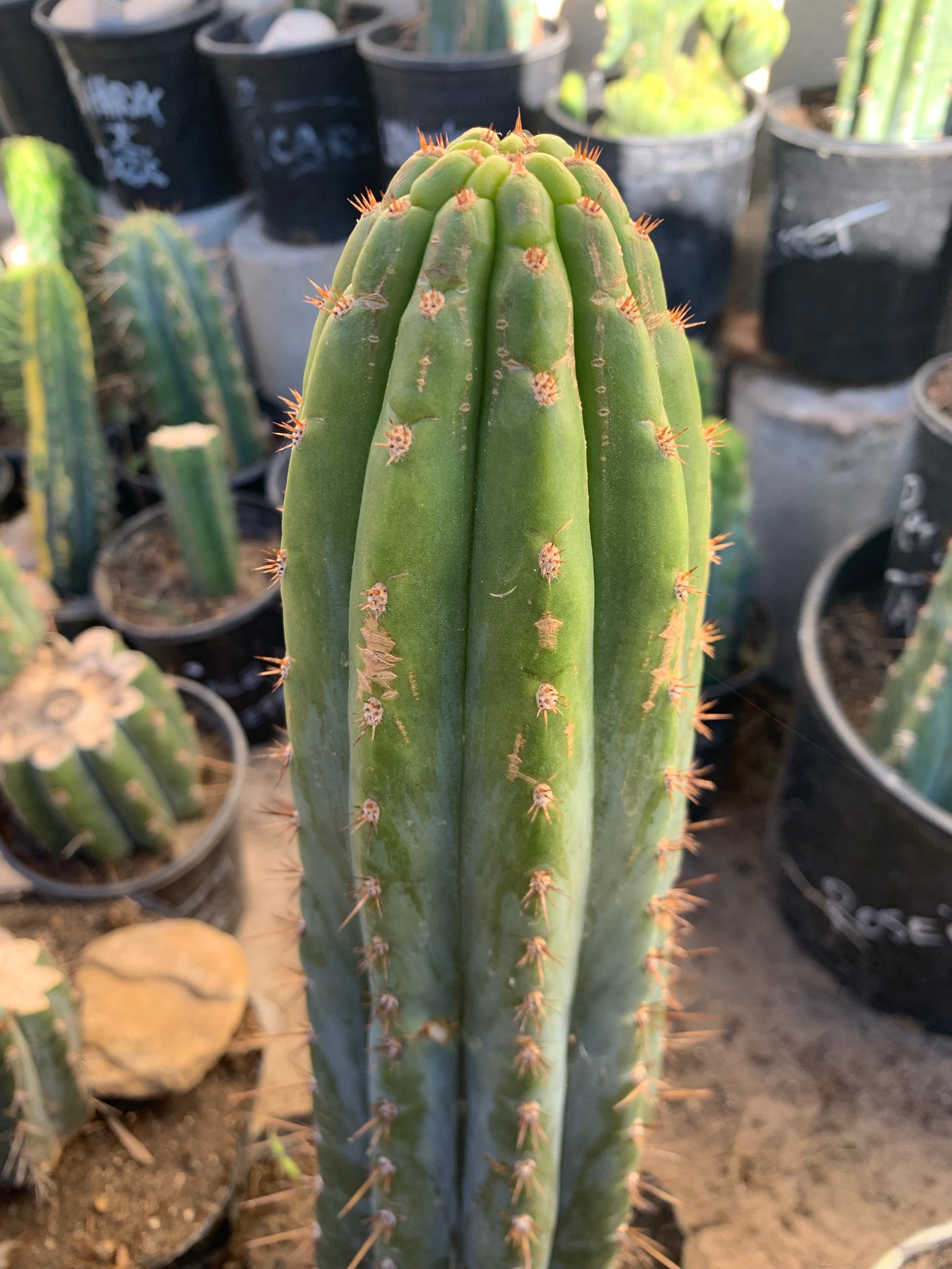 Peruvianus “Gawler”