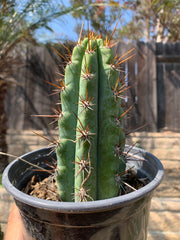 Rooted Peruvianus