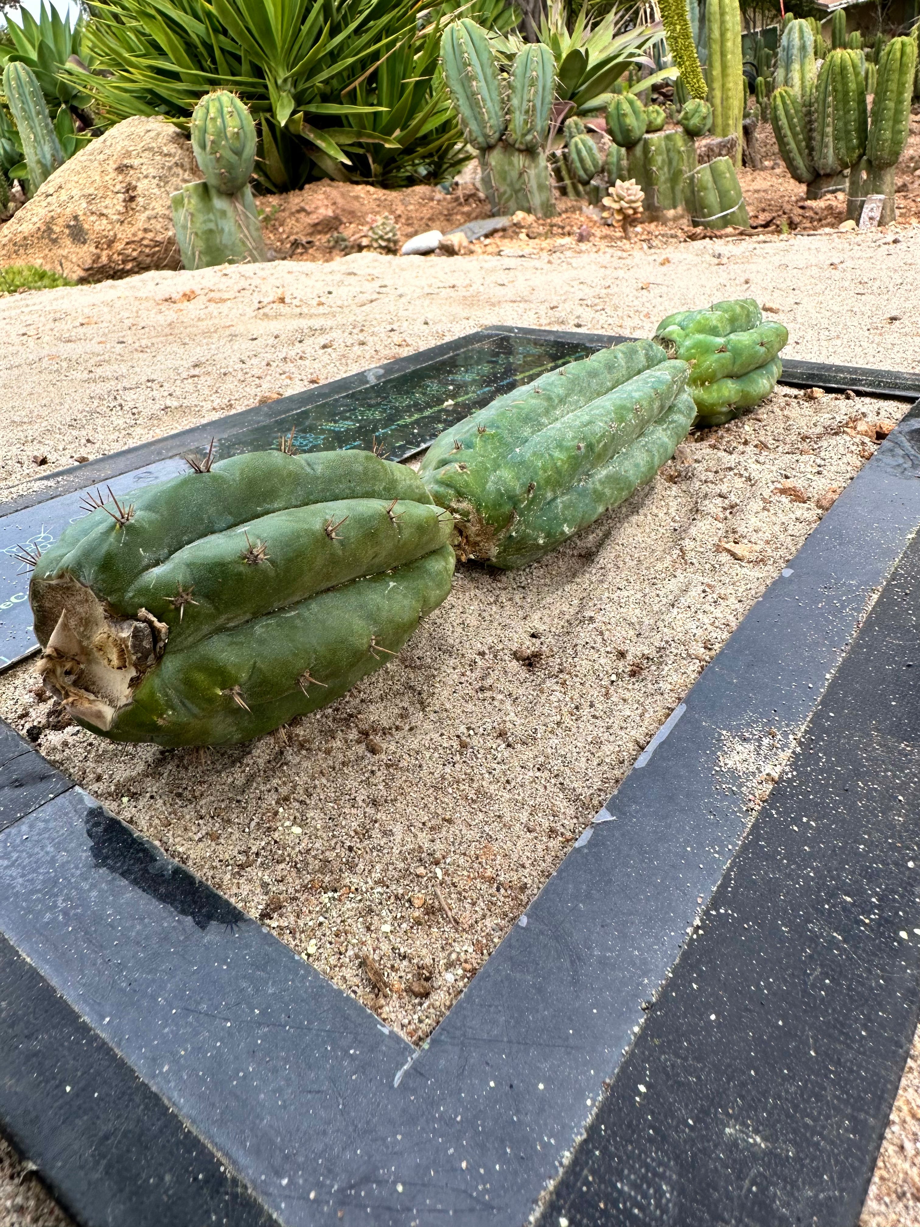 Ventucky Blue — 3 juicy pups