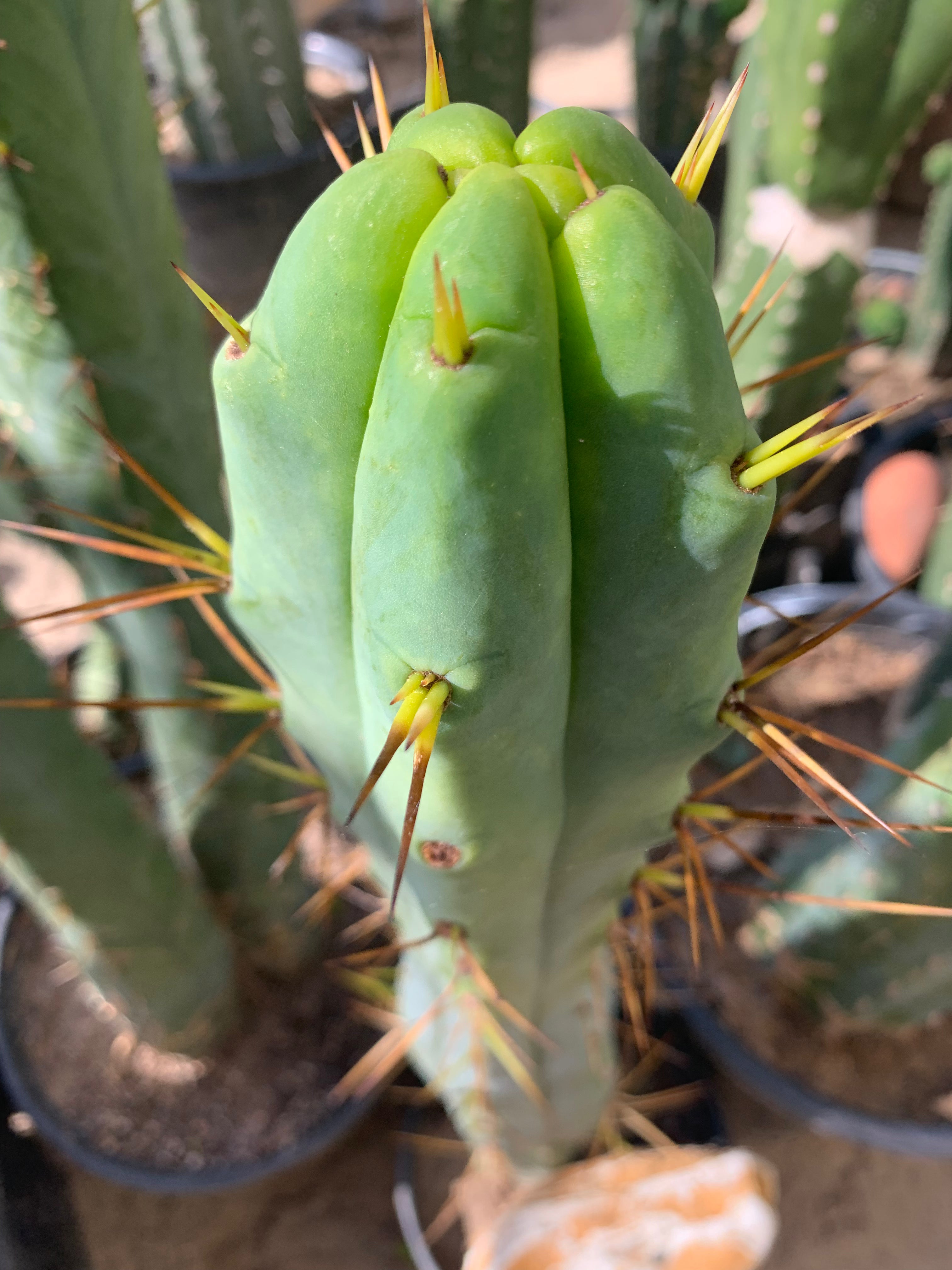 My Best Looking Bridgesii— 10” tip