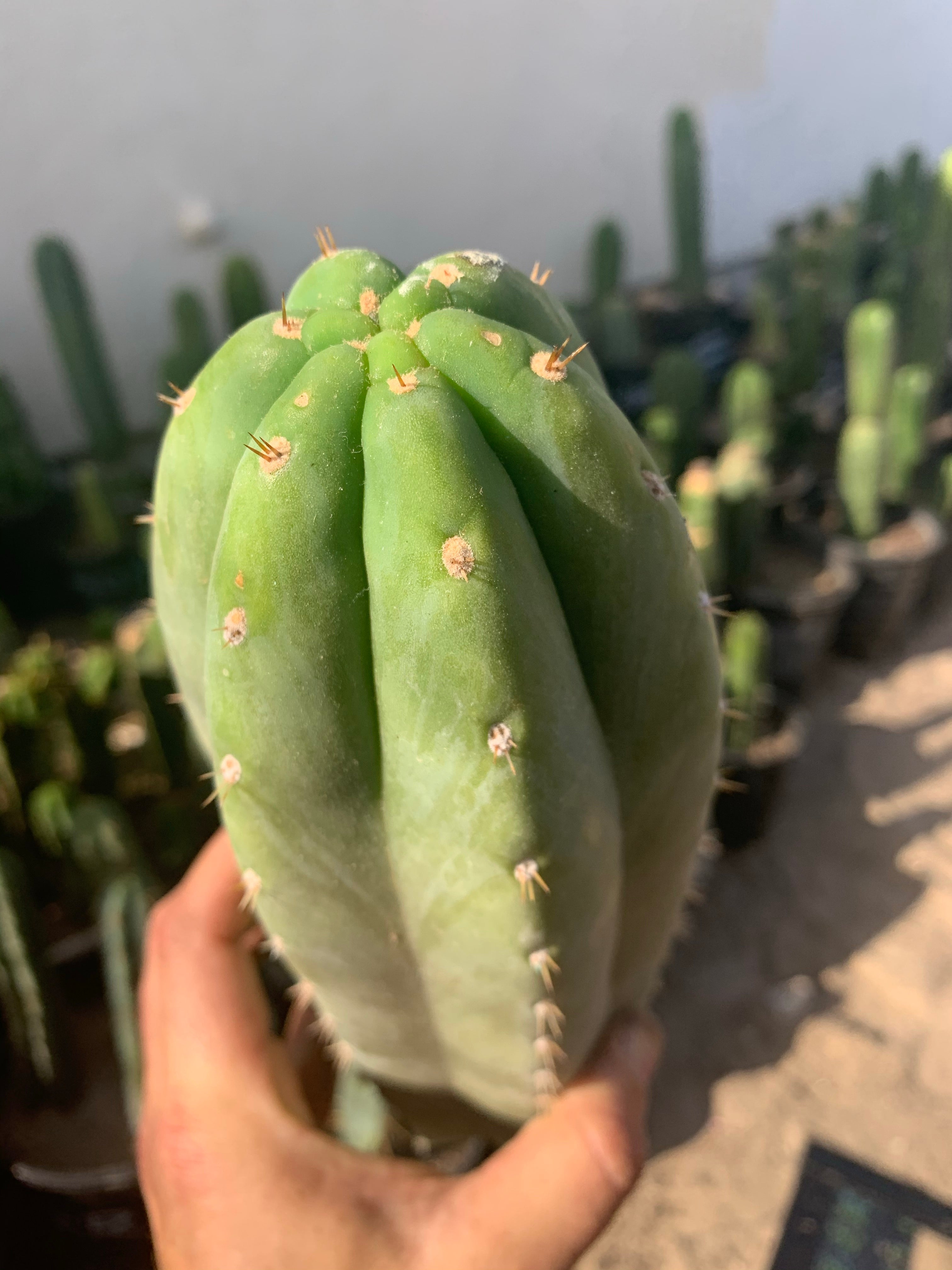 Trichocereus “Goliath”, fat primo tip