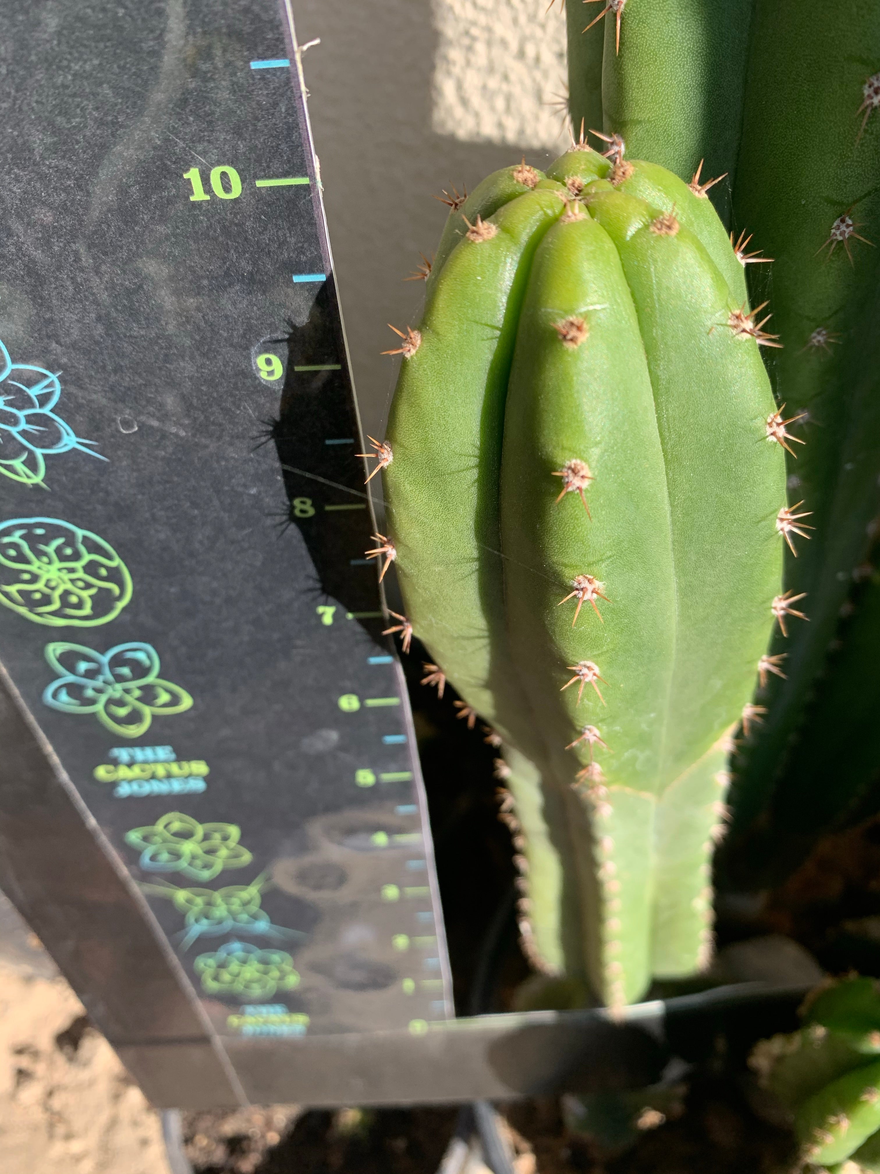 LER x Huanucoensis, 9” tip