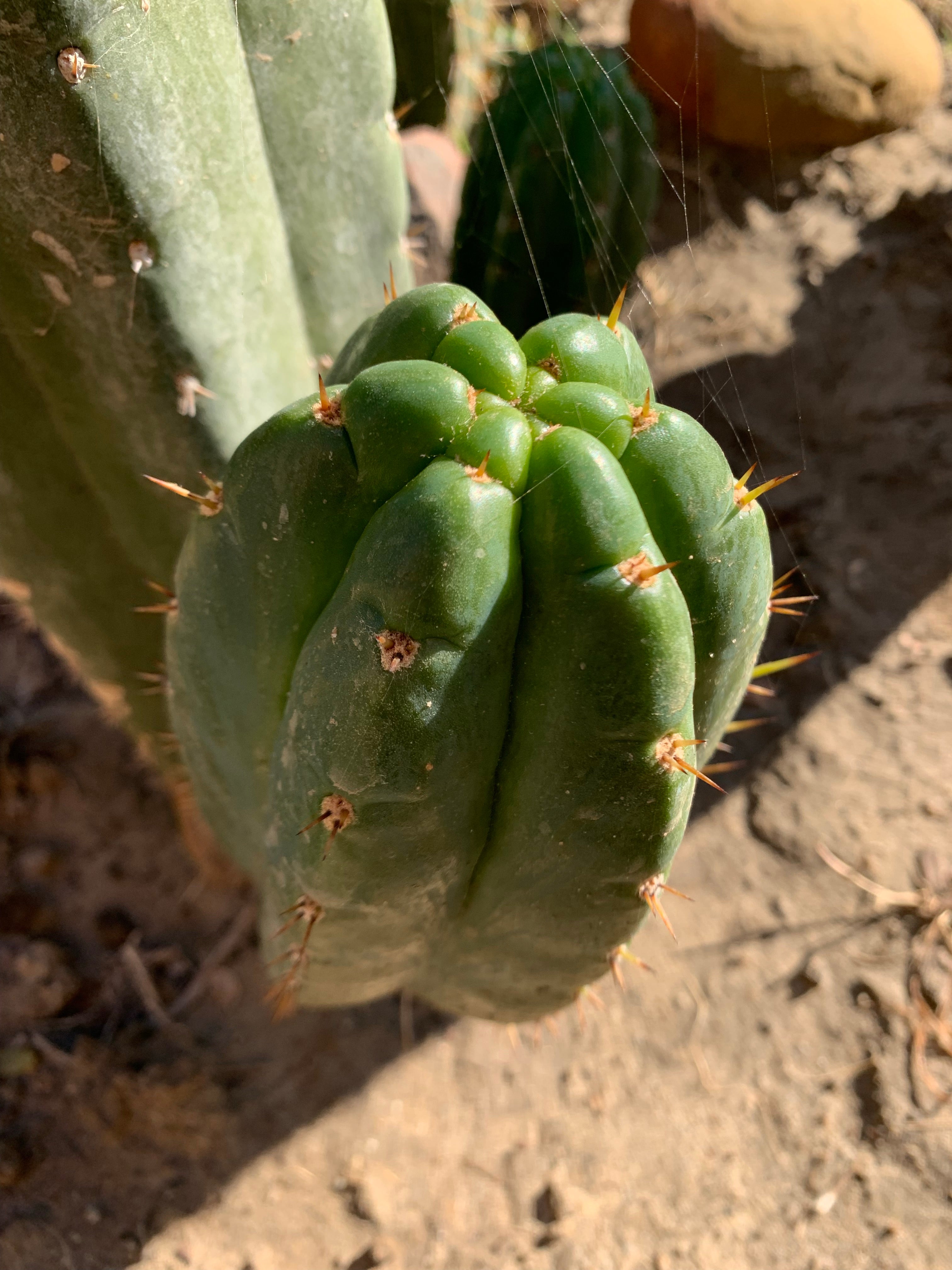 Pachanoi “Lima Market”— SuperChonk Pup