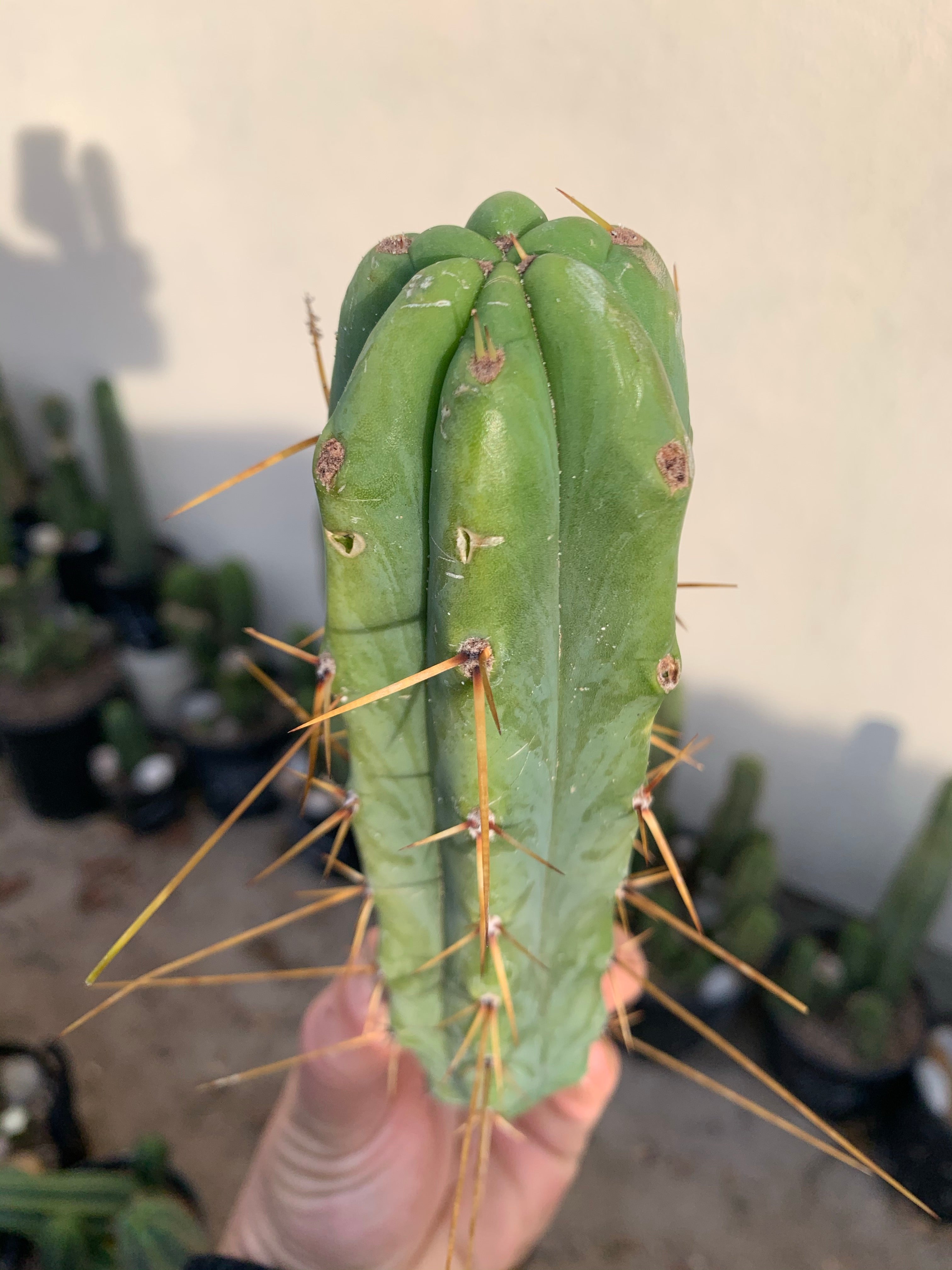 Bridgesii 8” pup