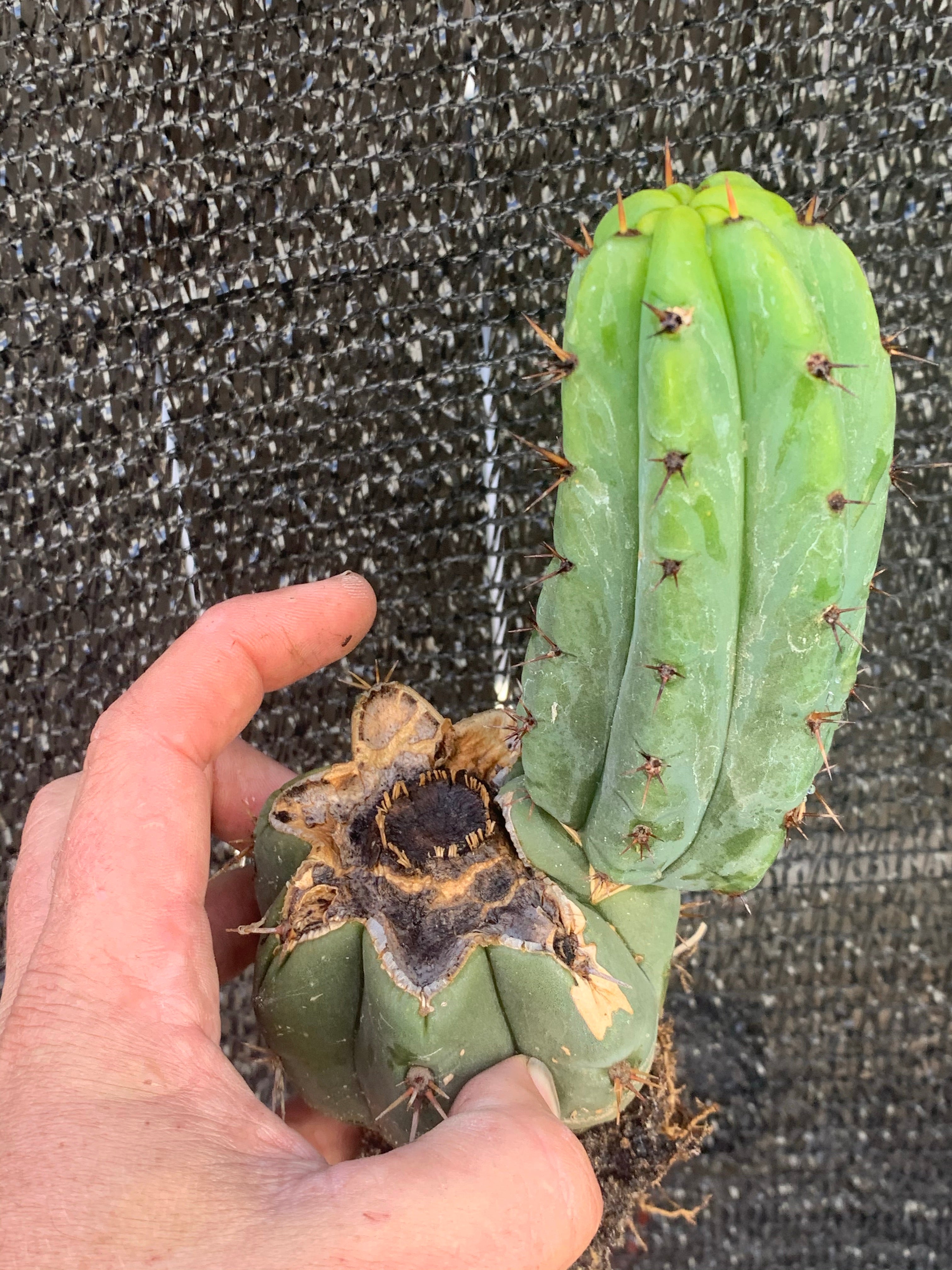 Bridgesii x Macrogonus — Rooted