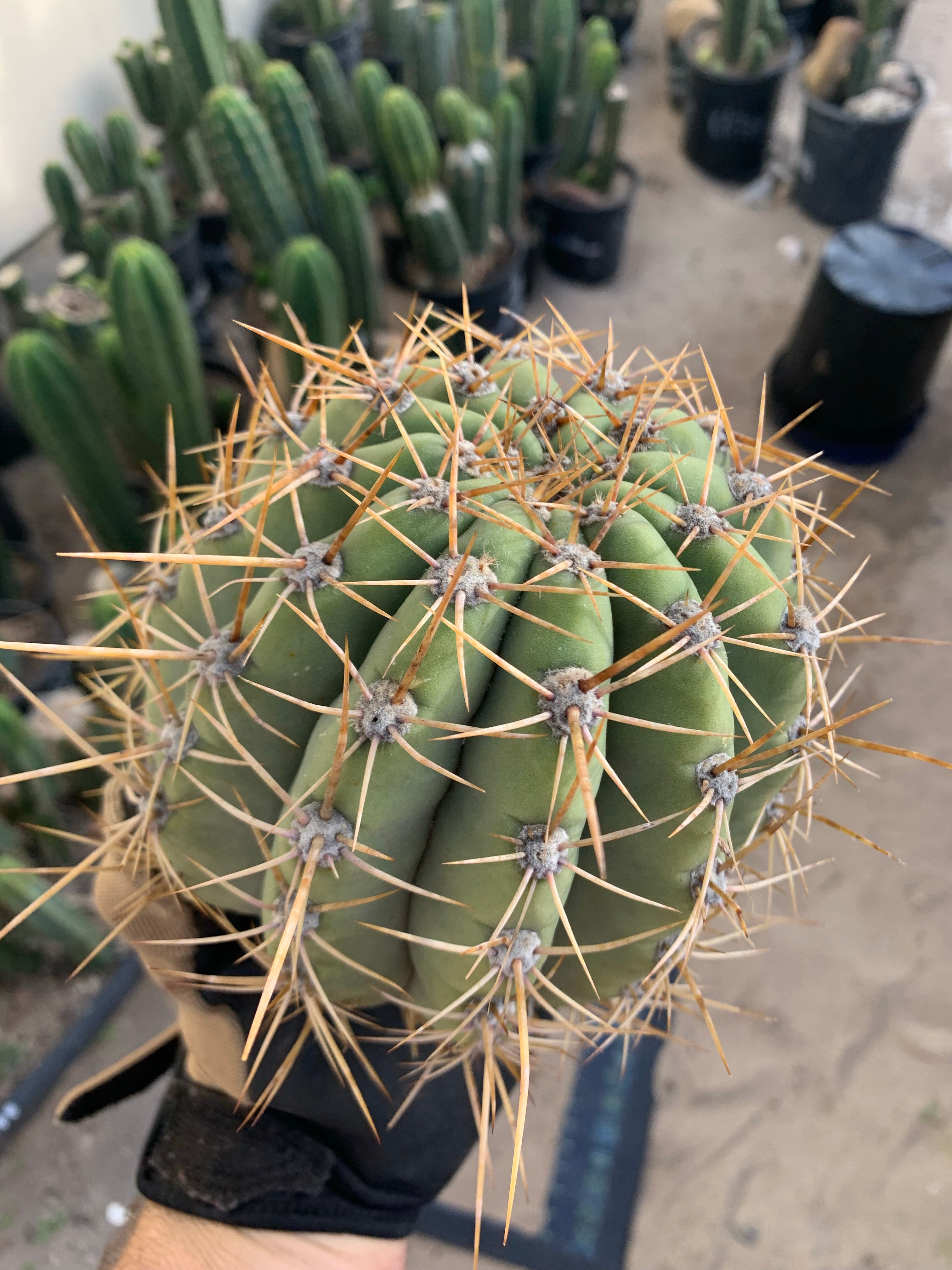 Trichocereus Terscheckii — Large Pup