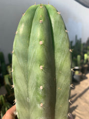 Trichocereus “Goliath”, fat primo tip