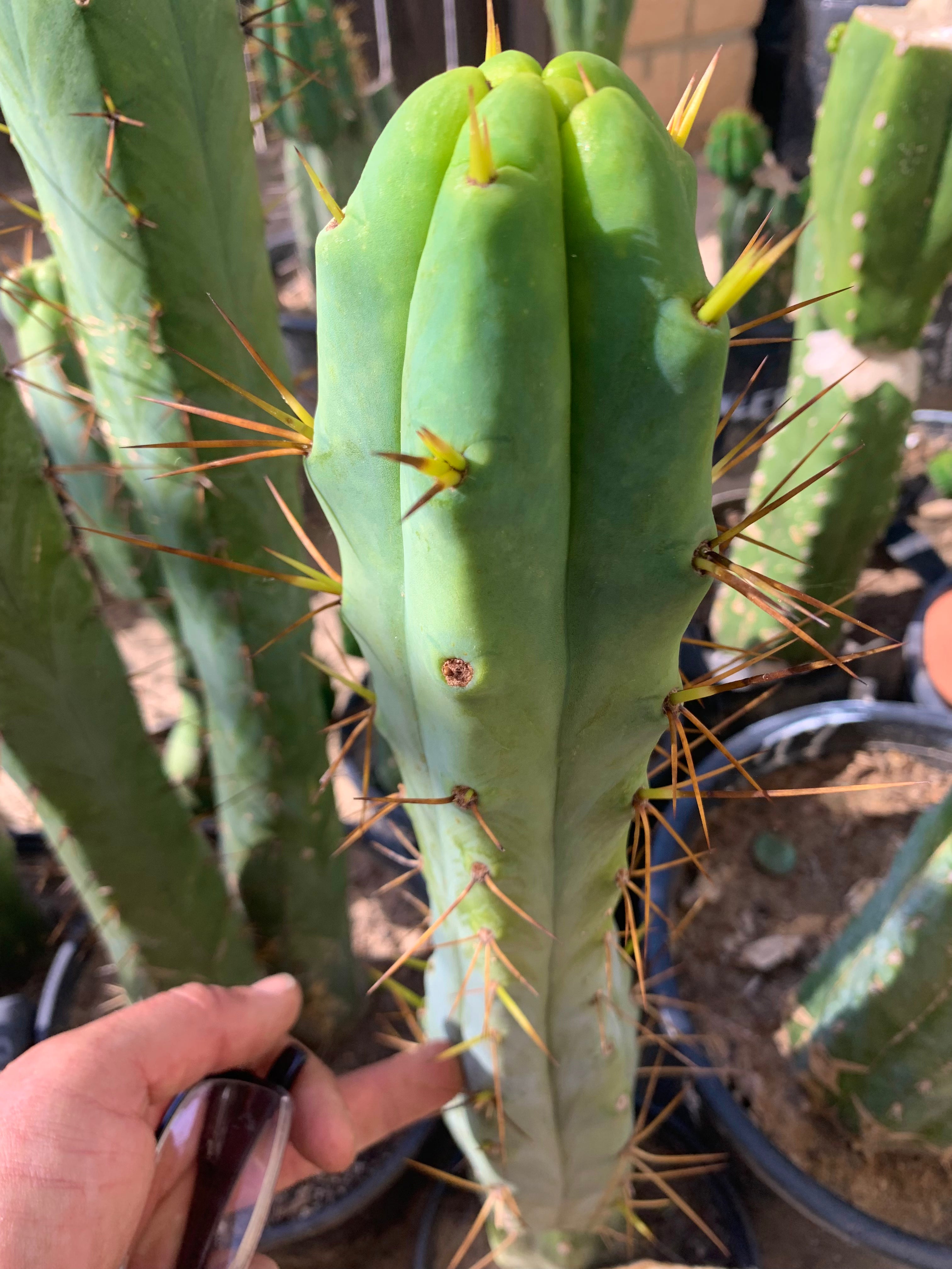 My Best Looking Bridgesii— 10” tip