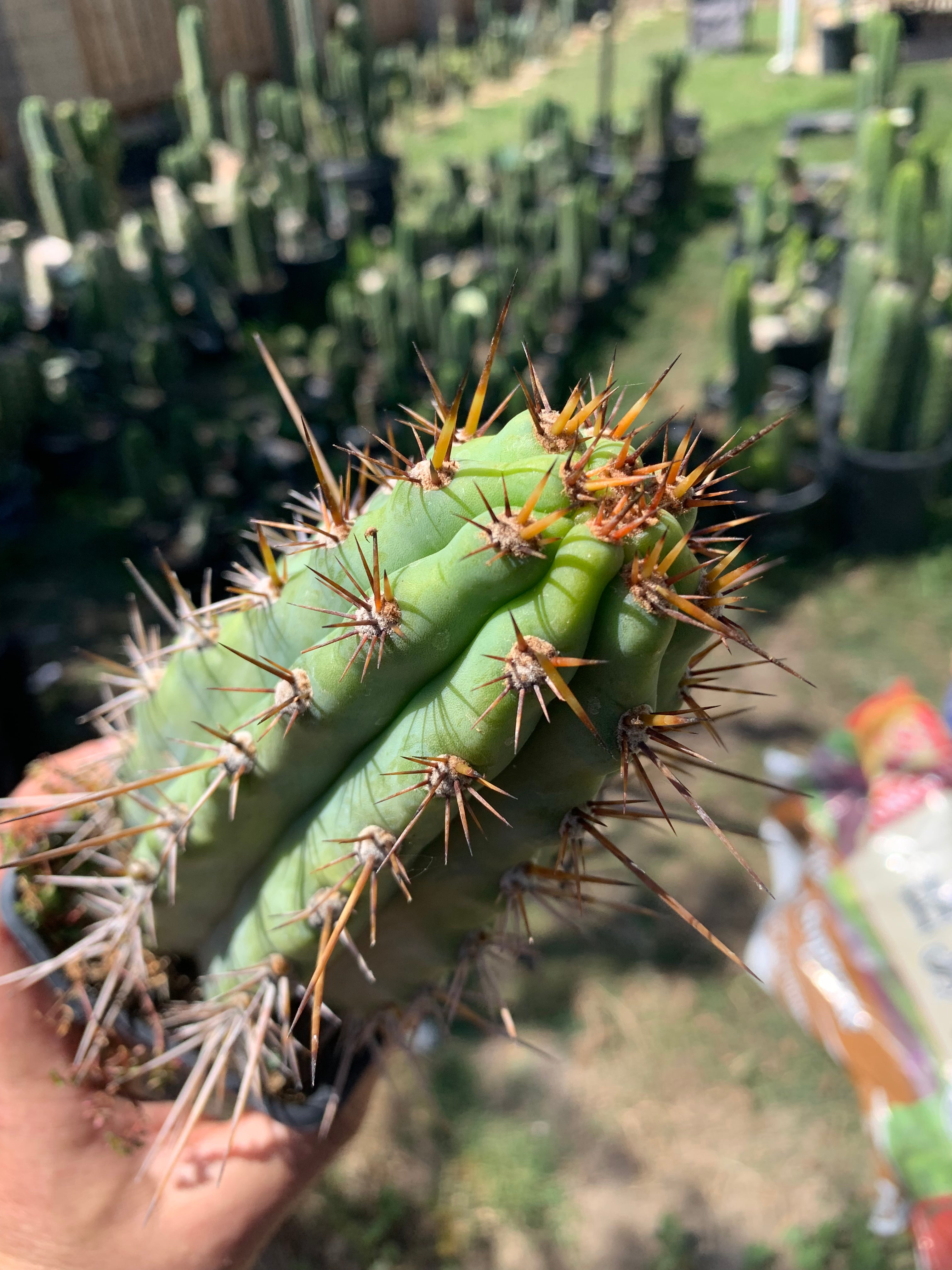 Sal’s Torch - Rooted whole plant