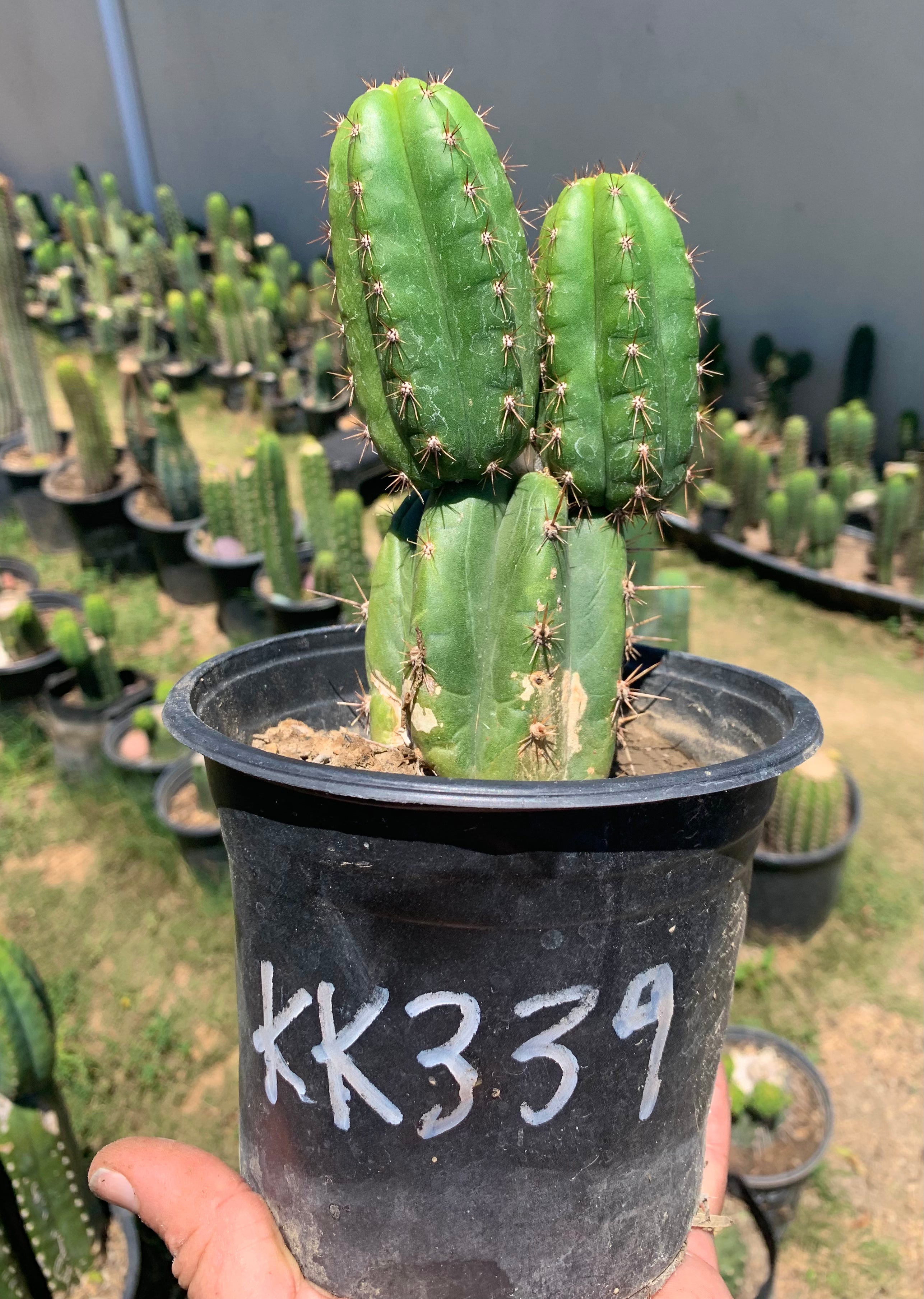 KK339 — rooted midcut 2 pups