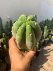 Trichocereus “Goliath”, fat primo tip