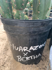 Huarazensis x Bertha — 9” pup