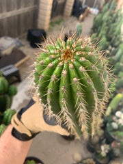 Trichocereus Shaferi — Big Cut