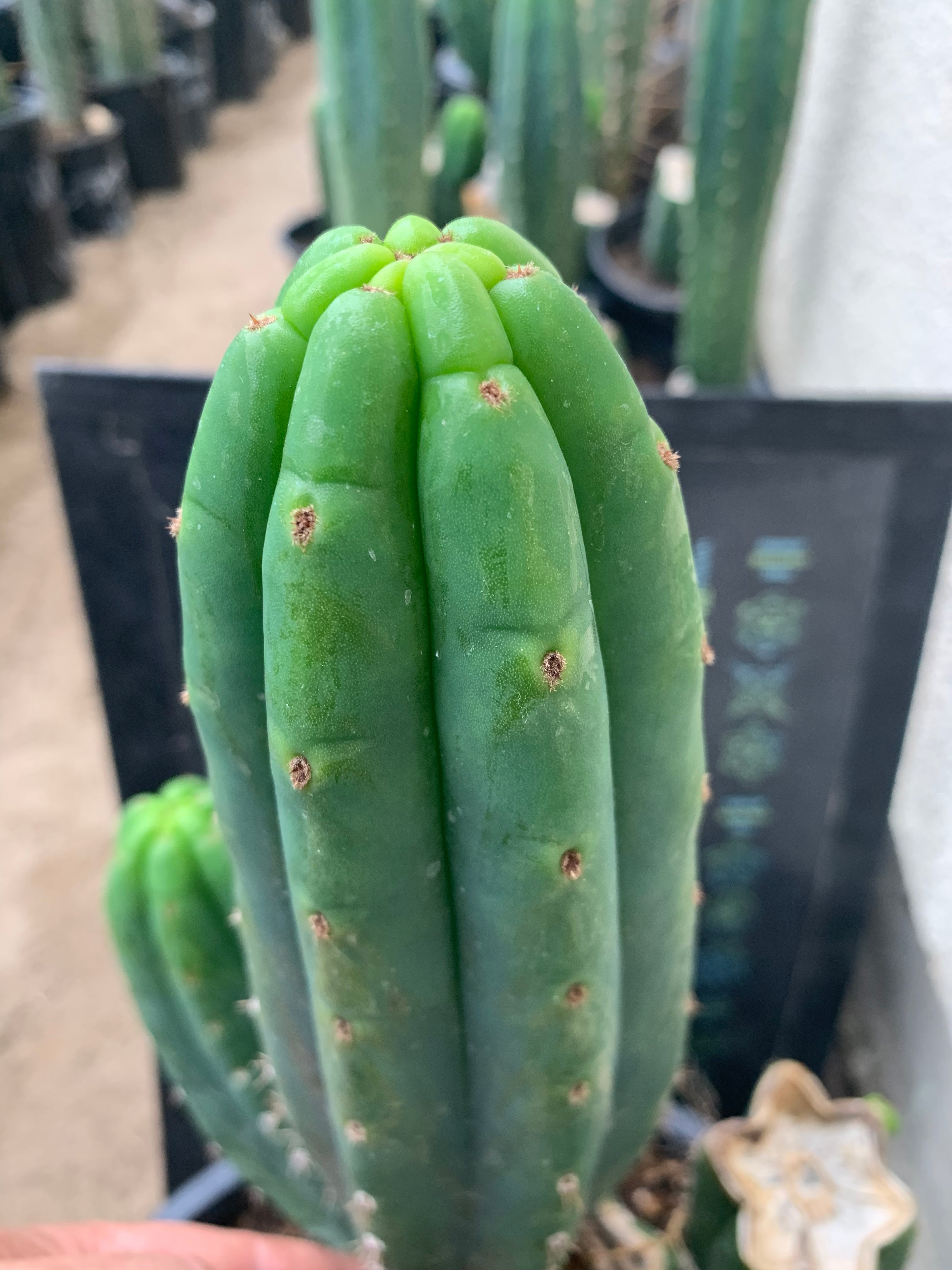 👑 Quito Qcumber — perfect 9” Pup