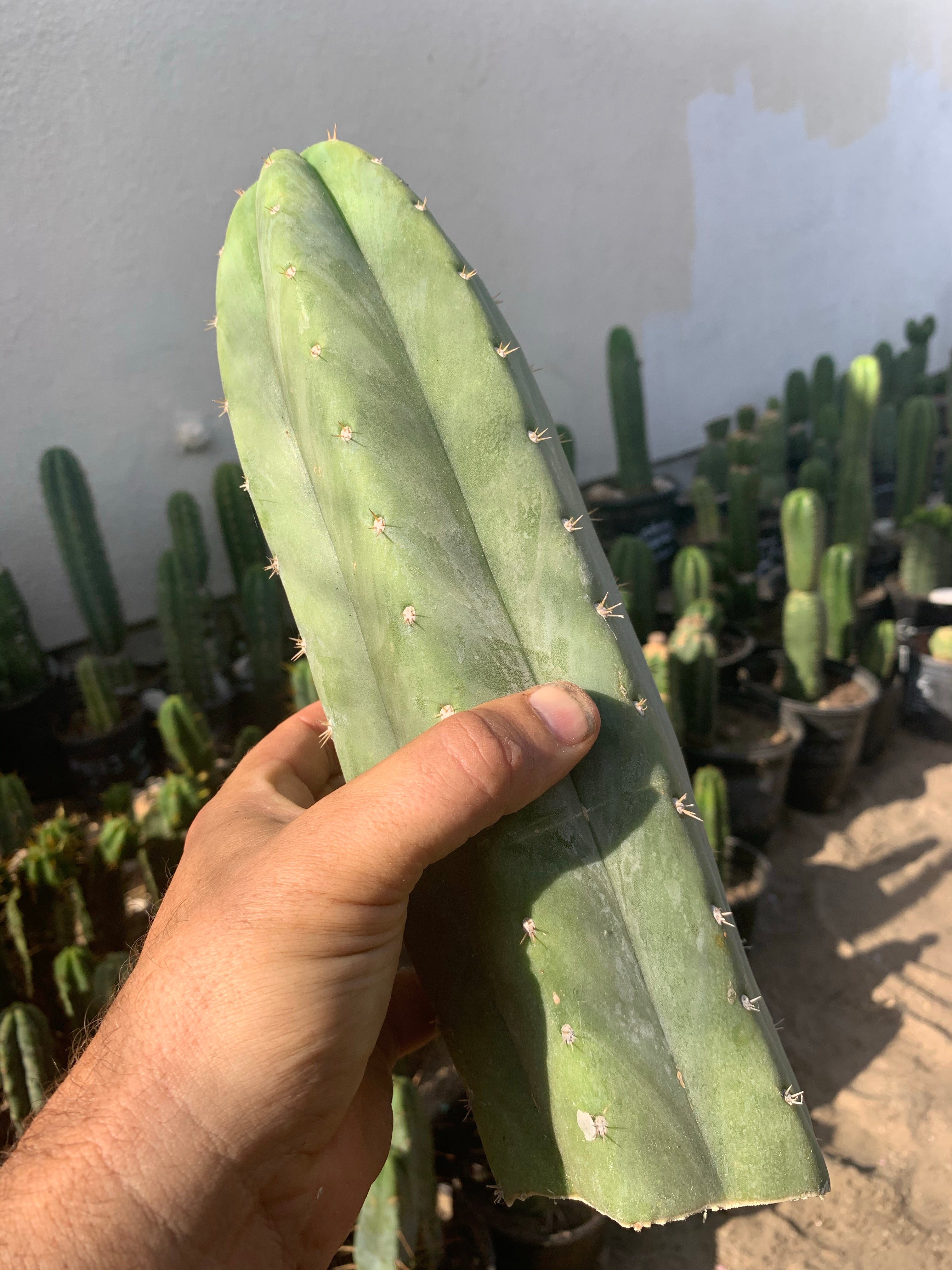 Trichocereus “Goliath”, fat primo tip