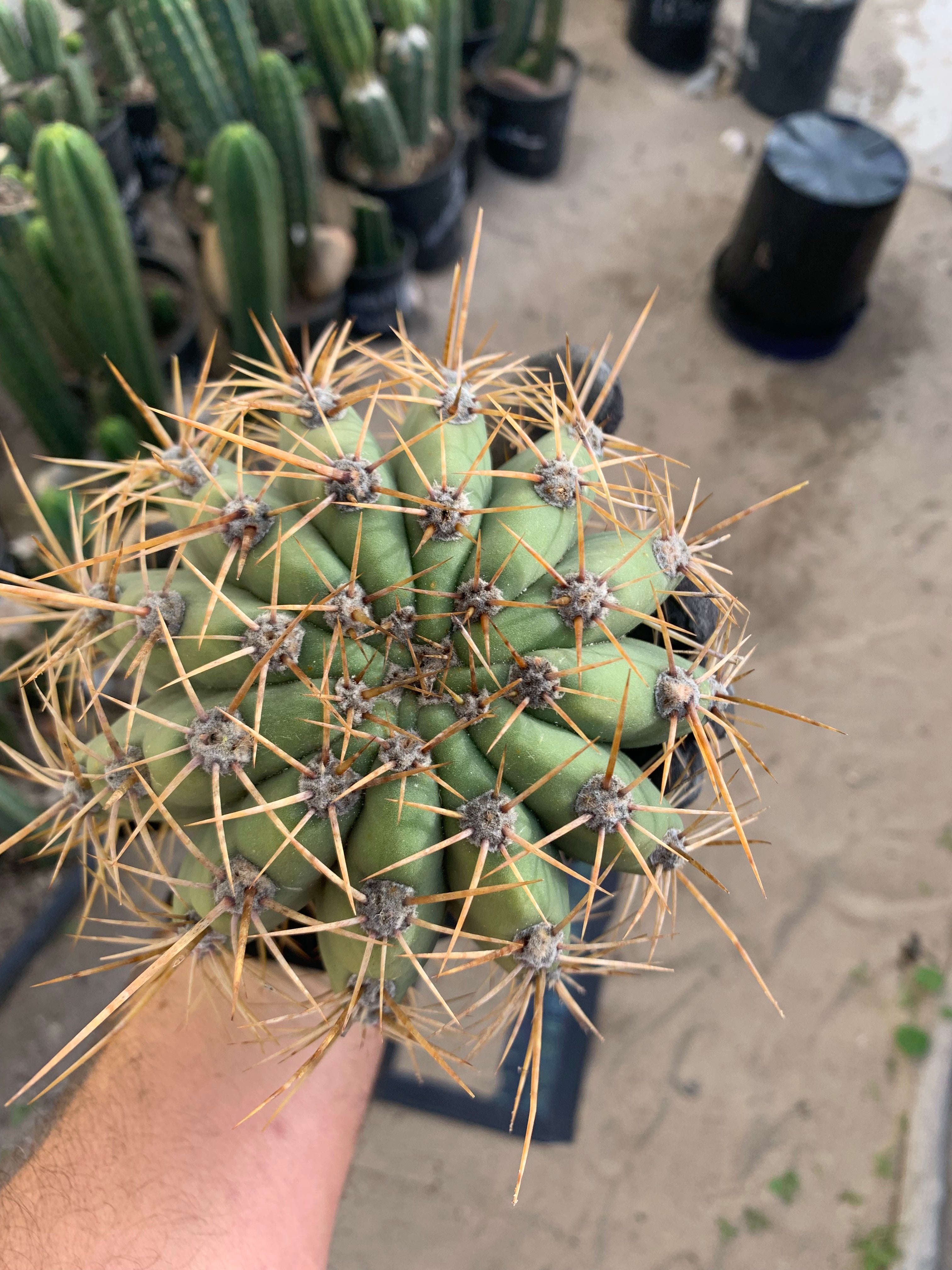 Trichocereus Terscheckii — Large Pup