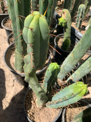 Melty (Monstrose) Bridgesii. Nice basal pup