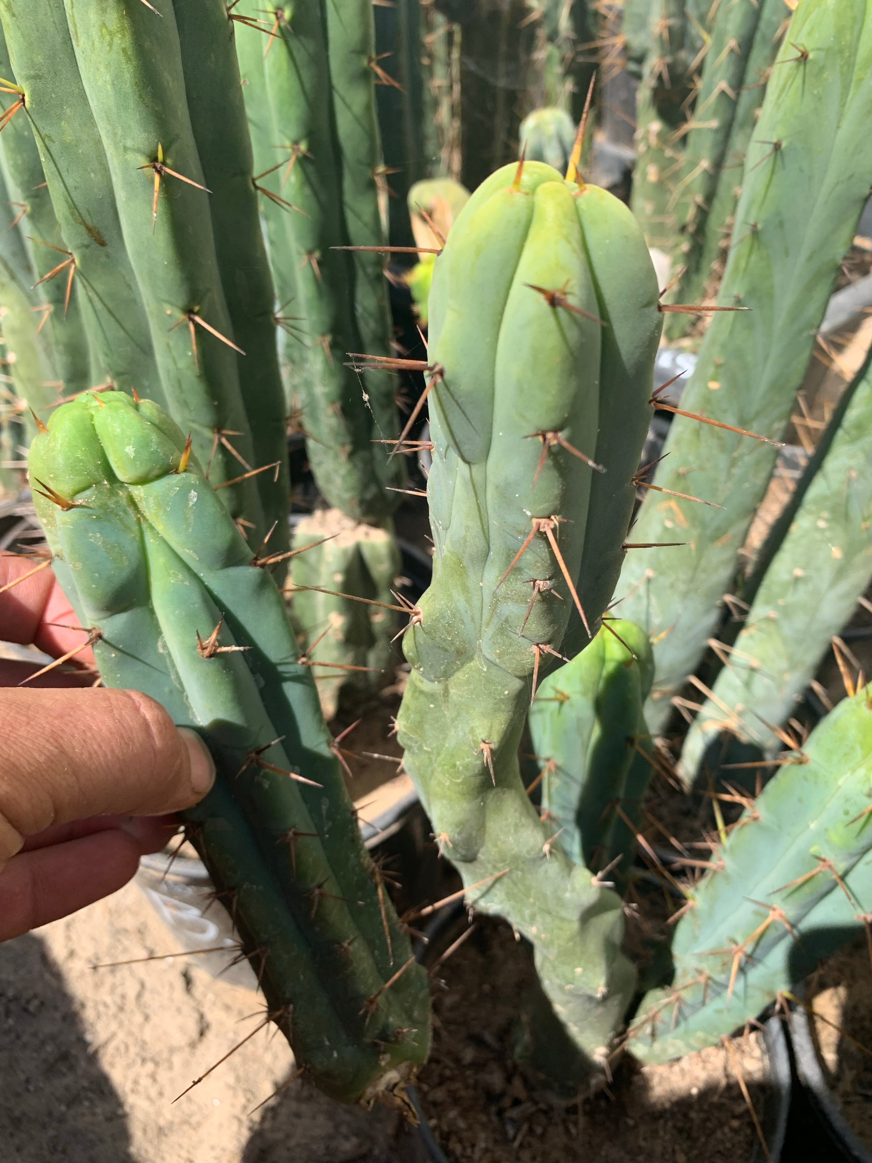 Melty (Monstrose) Bridgesii. Nice basal pup