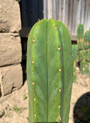 Bridgesii “Helen” x Scopulicola — 8” tip cut