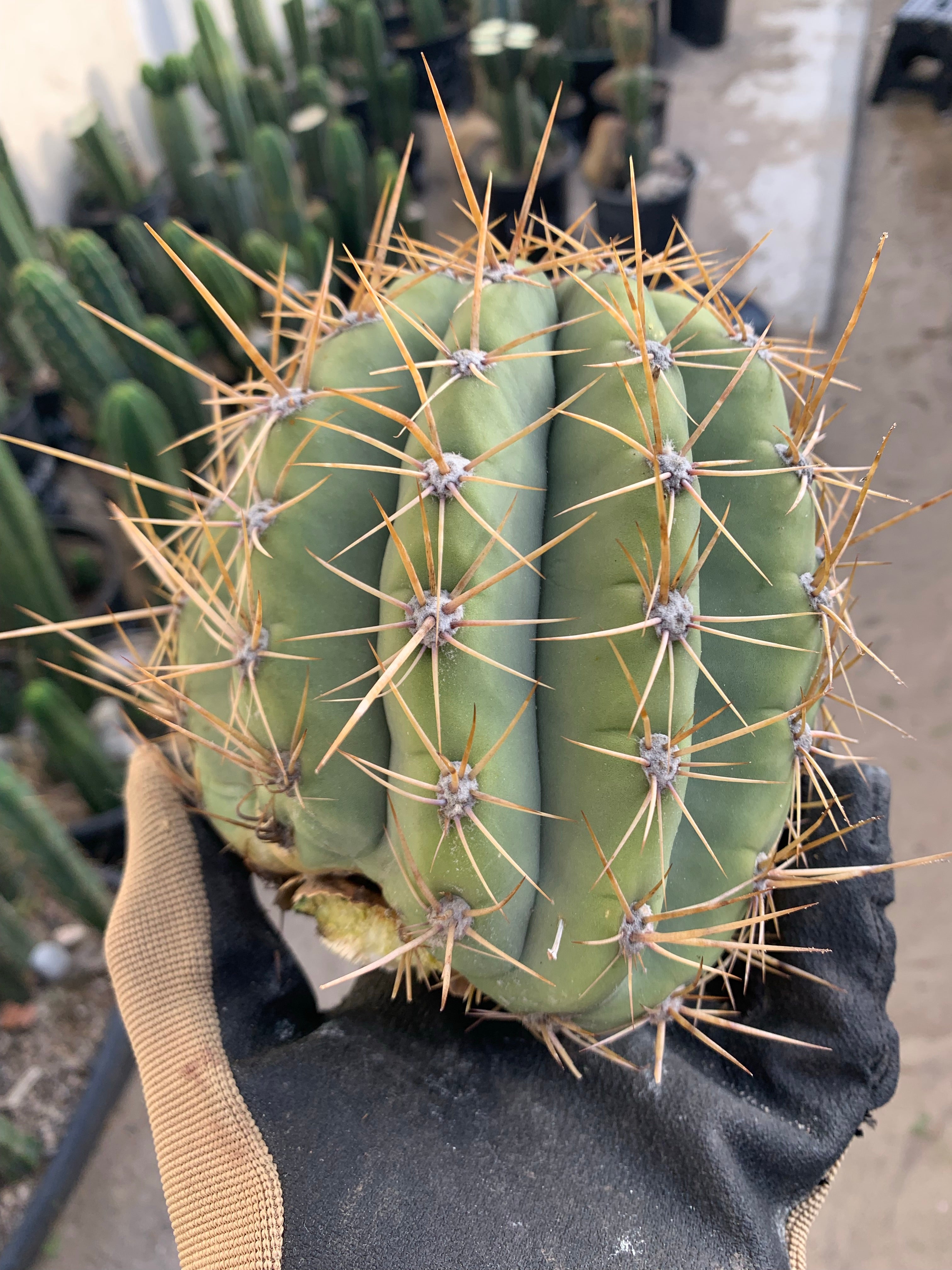 Trichocereus Terscheckii — Large Pup