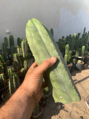 Trichocereus “Goliath”, fat primo tip