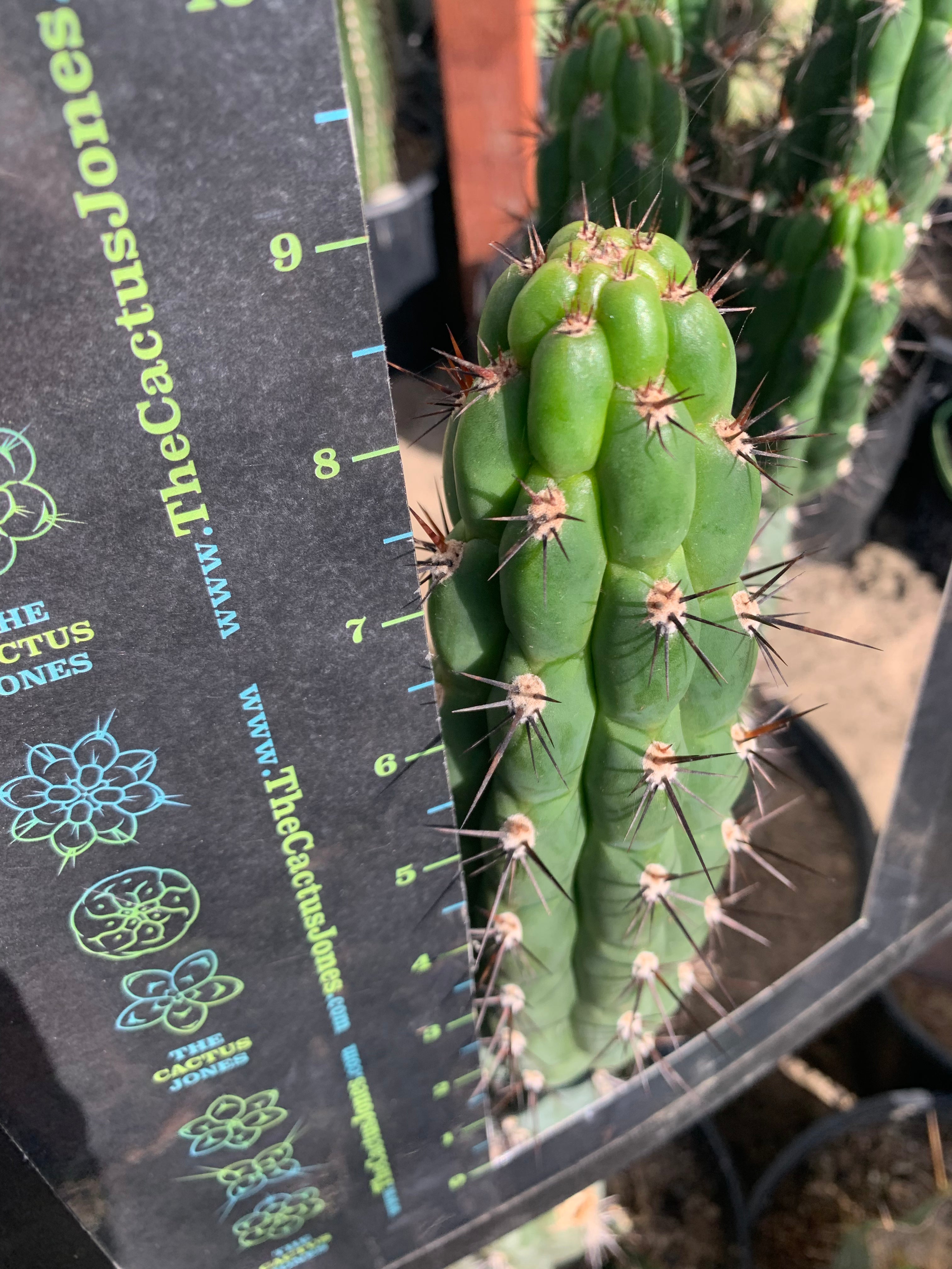 Chalaensis — Perfect 9” Pup