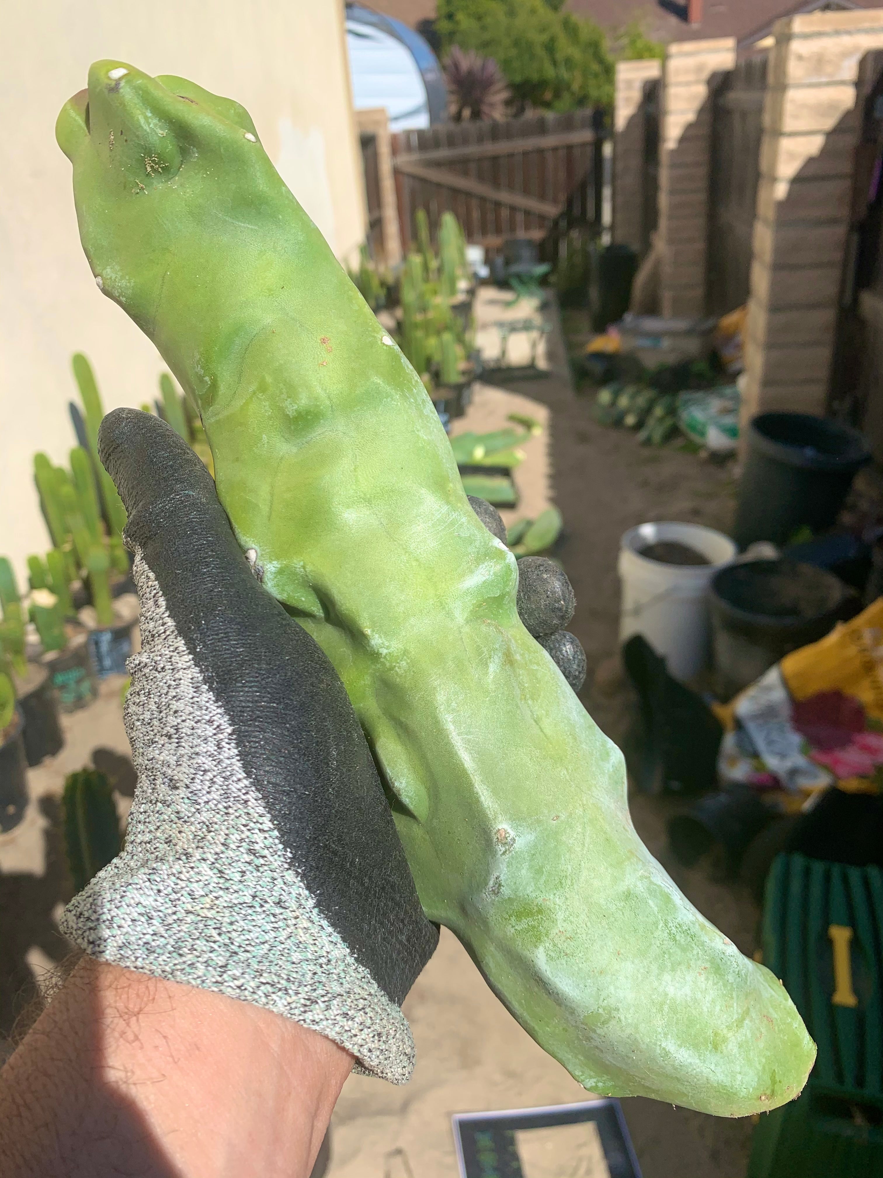 Lophocereus Schottii Monstrose — 12”